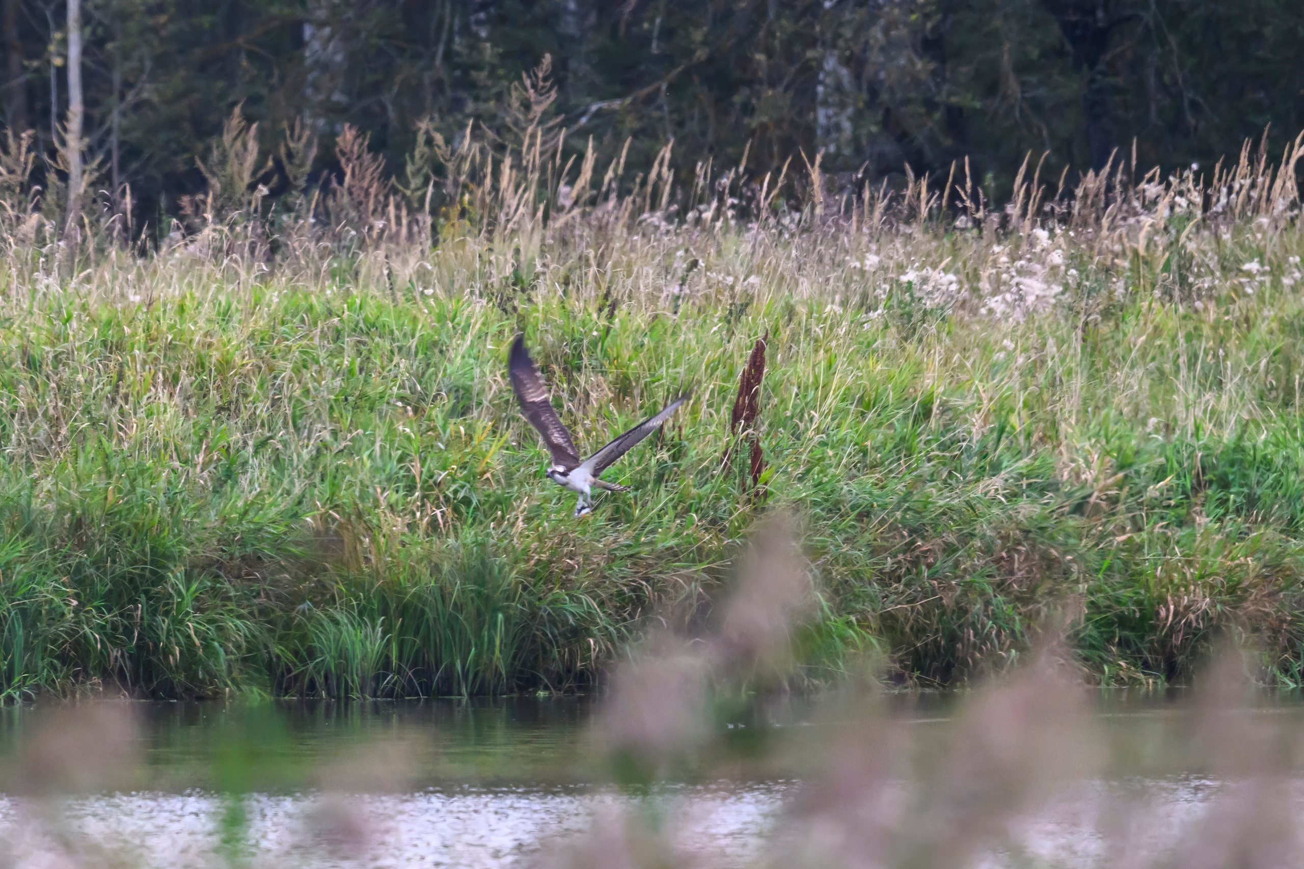 Охота скопы. The hunt of the Osprey. Фотограф Сергей Пупонин
