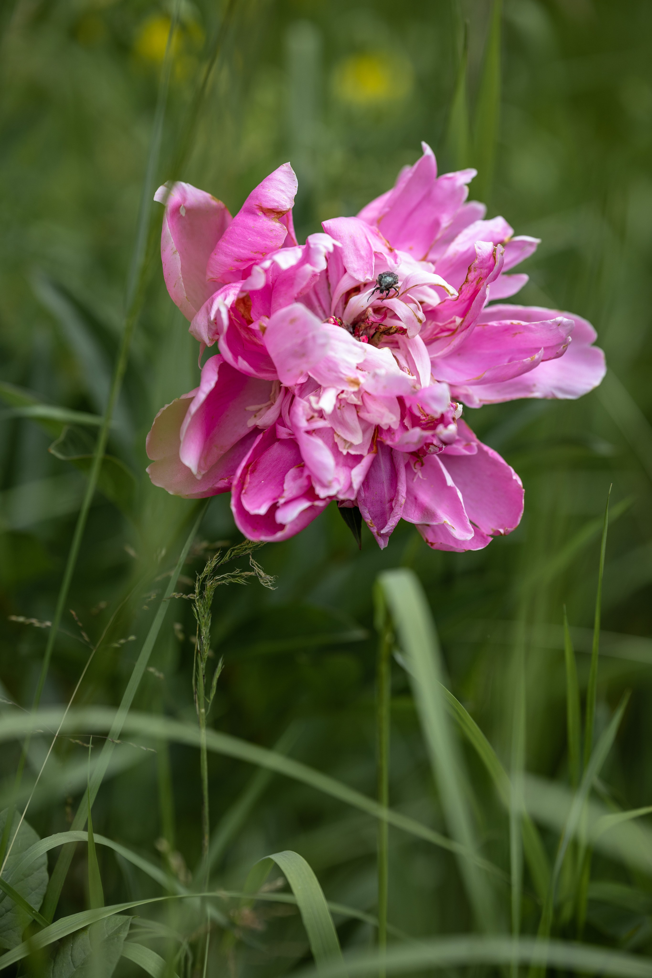 Фотосъёмка в Следово Кострома. Портретный фотограф в Костроме Наталия Клевинскас