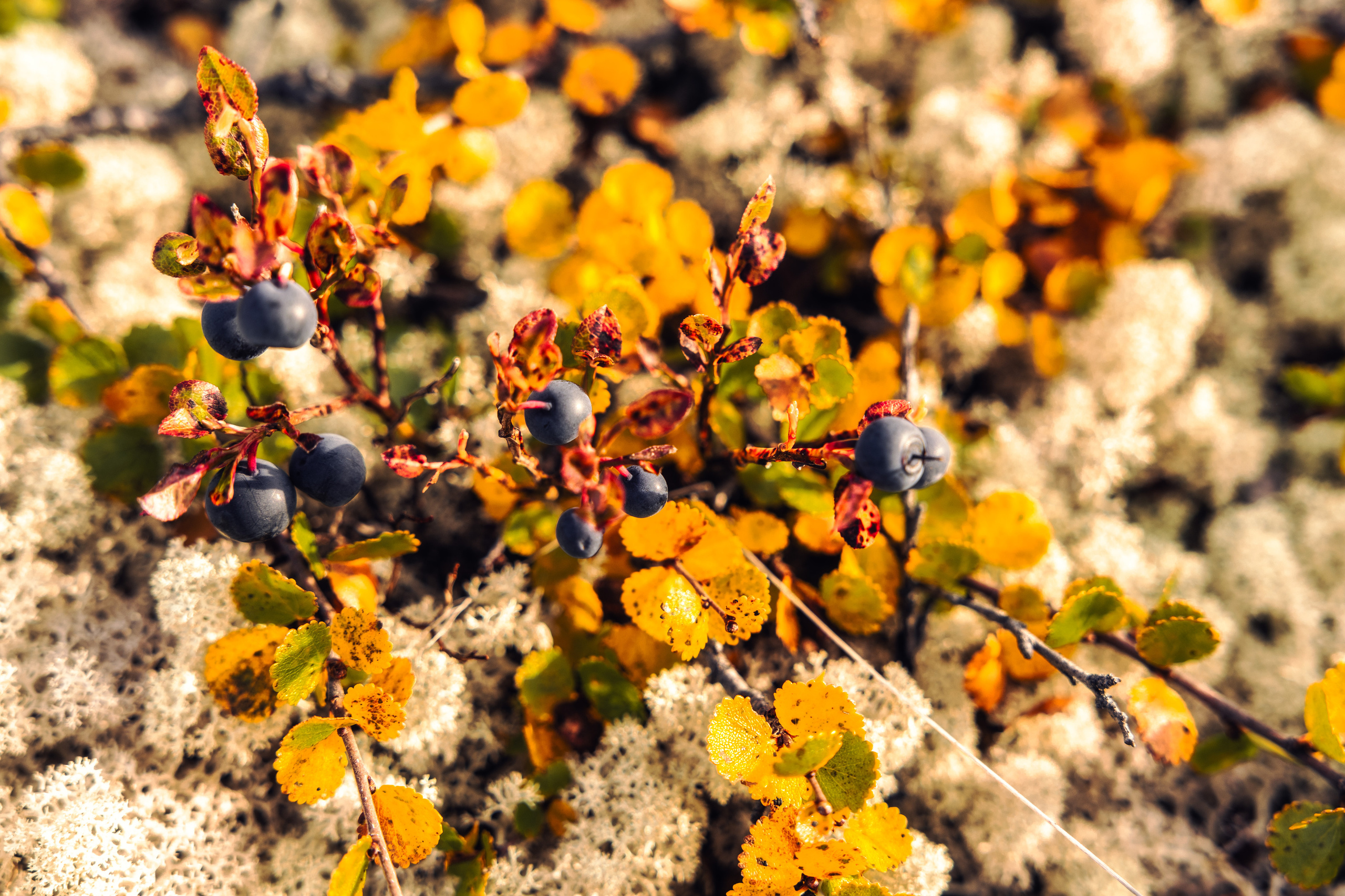 Териберка Русский север Часть Ⅰ. Фотограф в Москве Ира Бейнар
