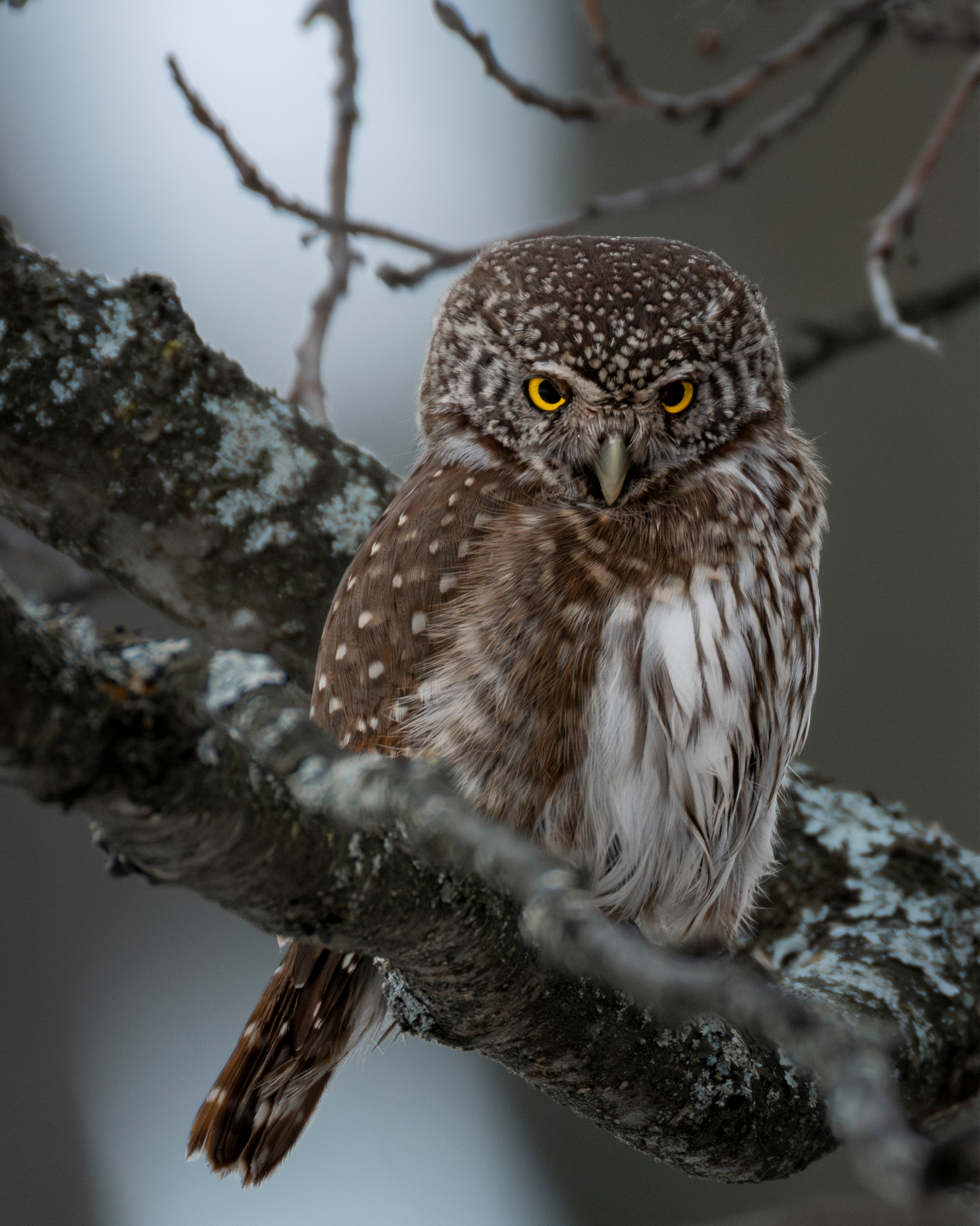 Фотограф дикой природы Роман Исаенков