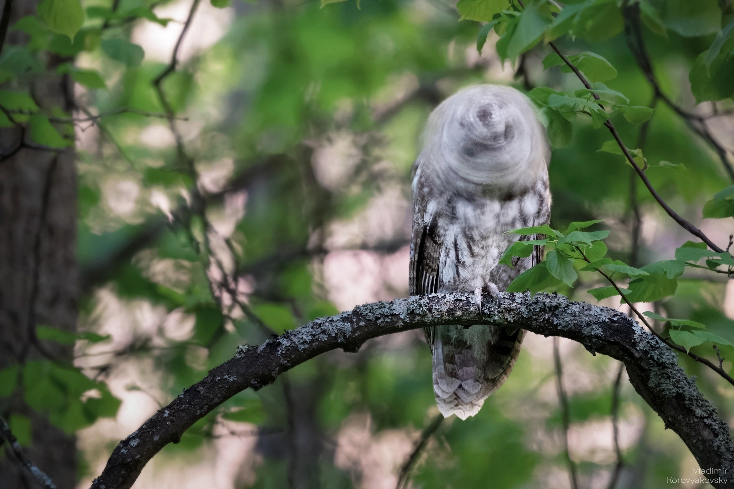 Животные. Фотограф Владимир Коровяковский