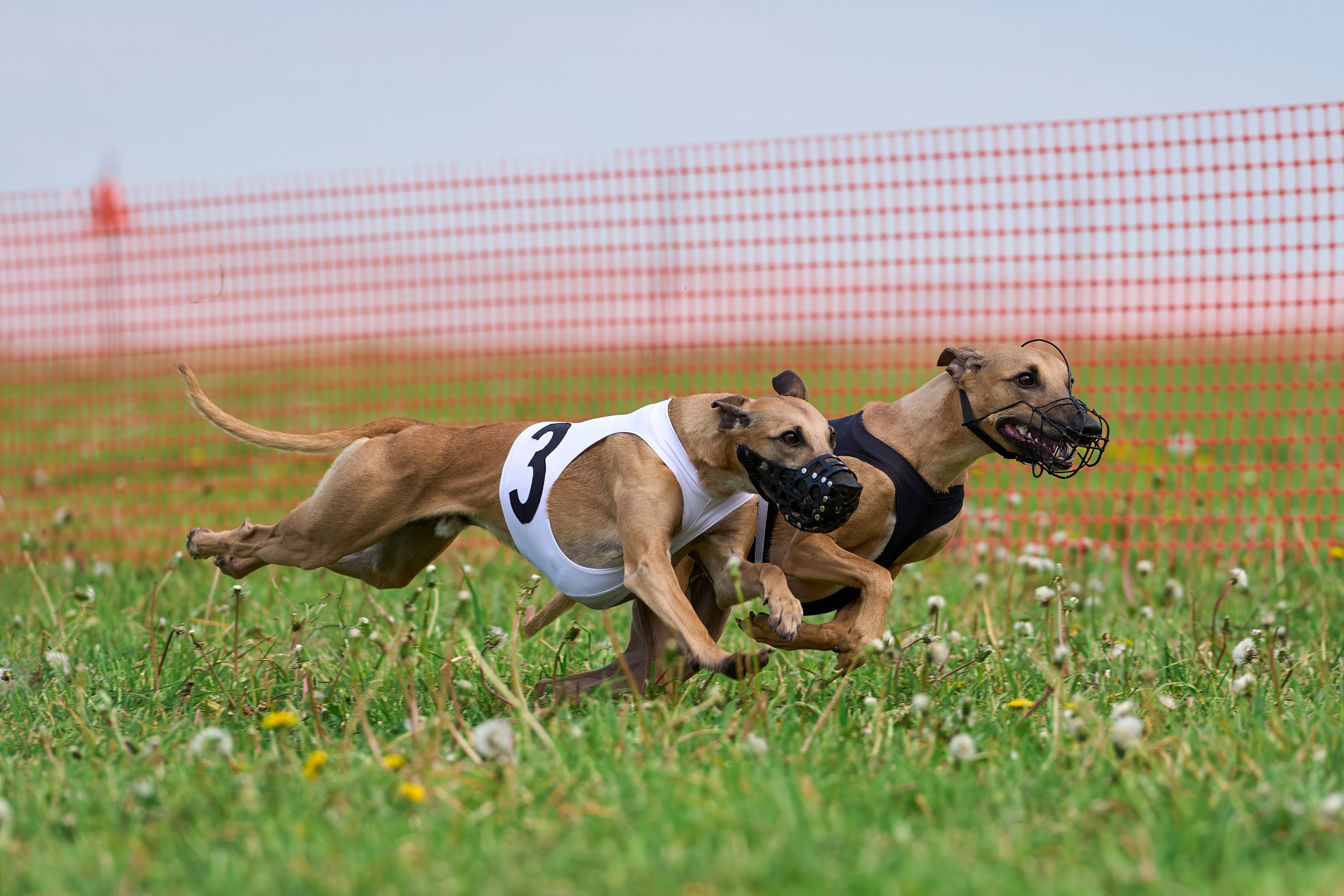 Квалификация по рейсингу. РАЛББ и Курсинг на Ярославке. Фотограф-анималист Михаил Манухин