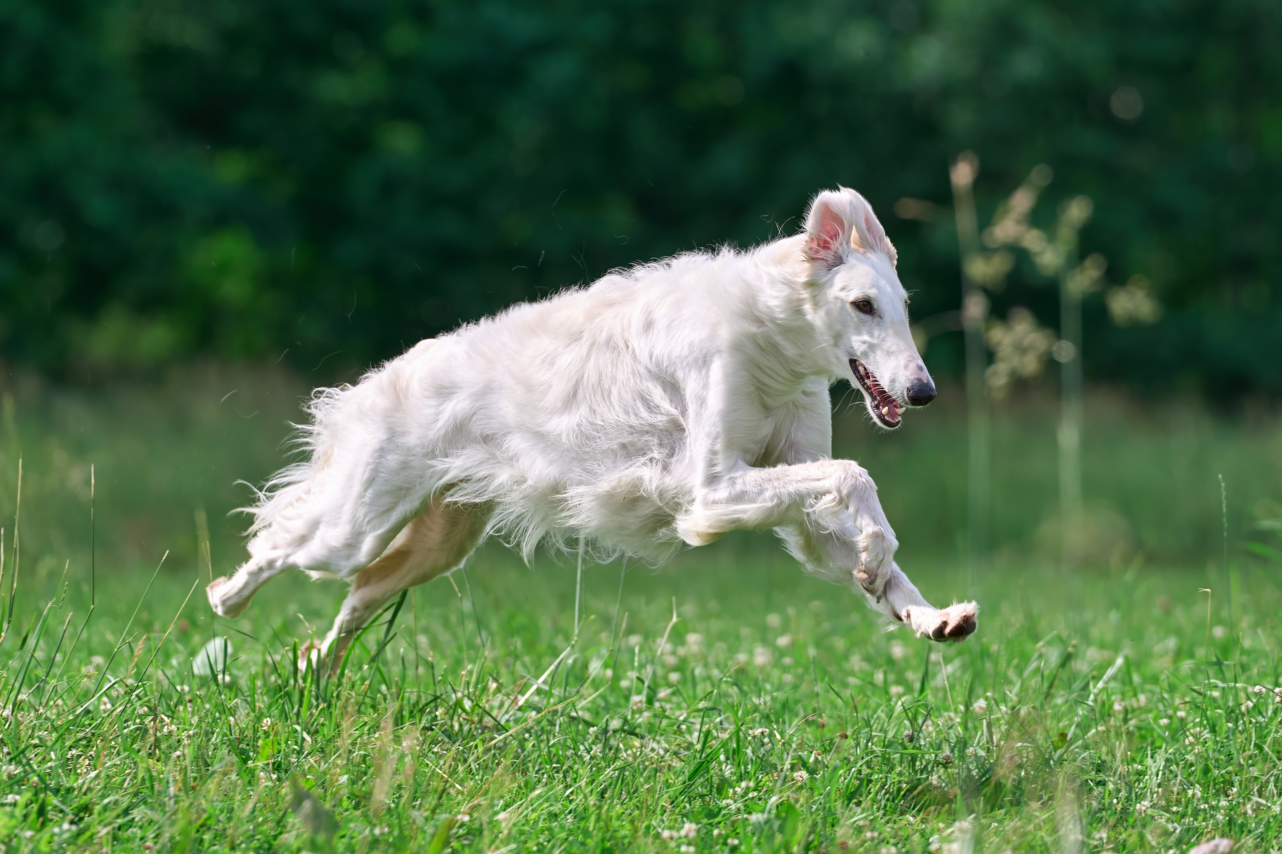 Тренировка по курсингу в Донино. Фотограф-анималист Михаил Манухин