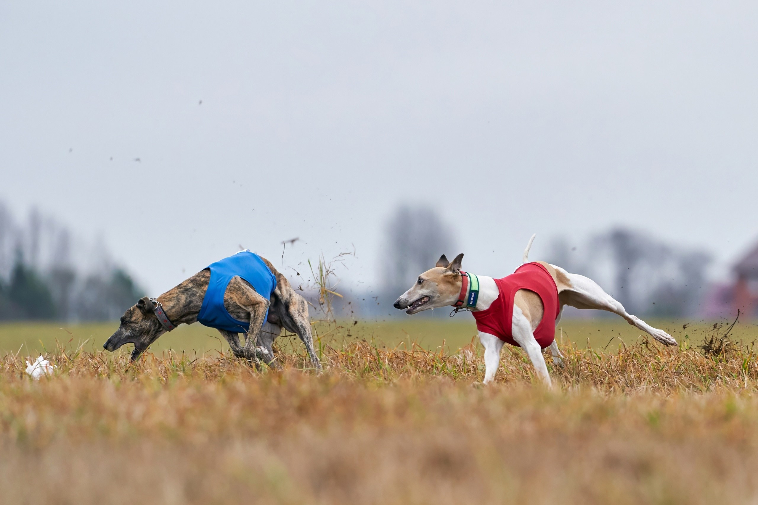 Состязания свор «Тройки». Фотограф-анималист Михаил Манухин