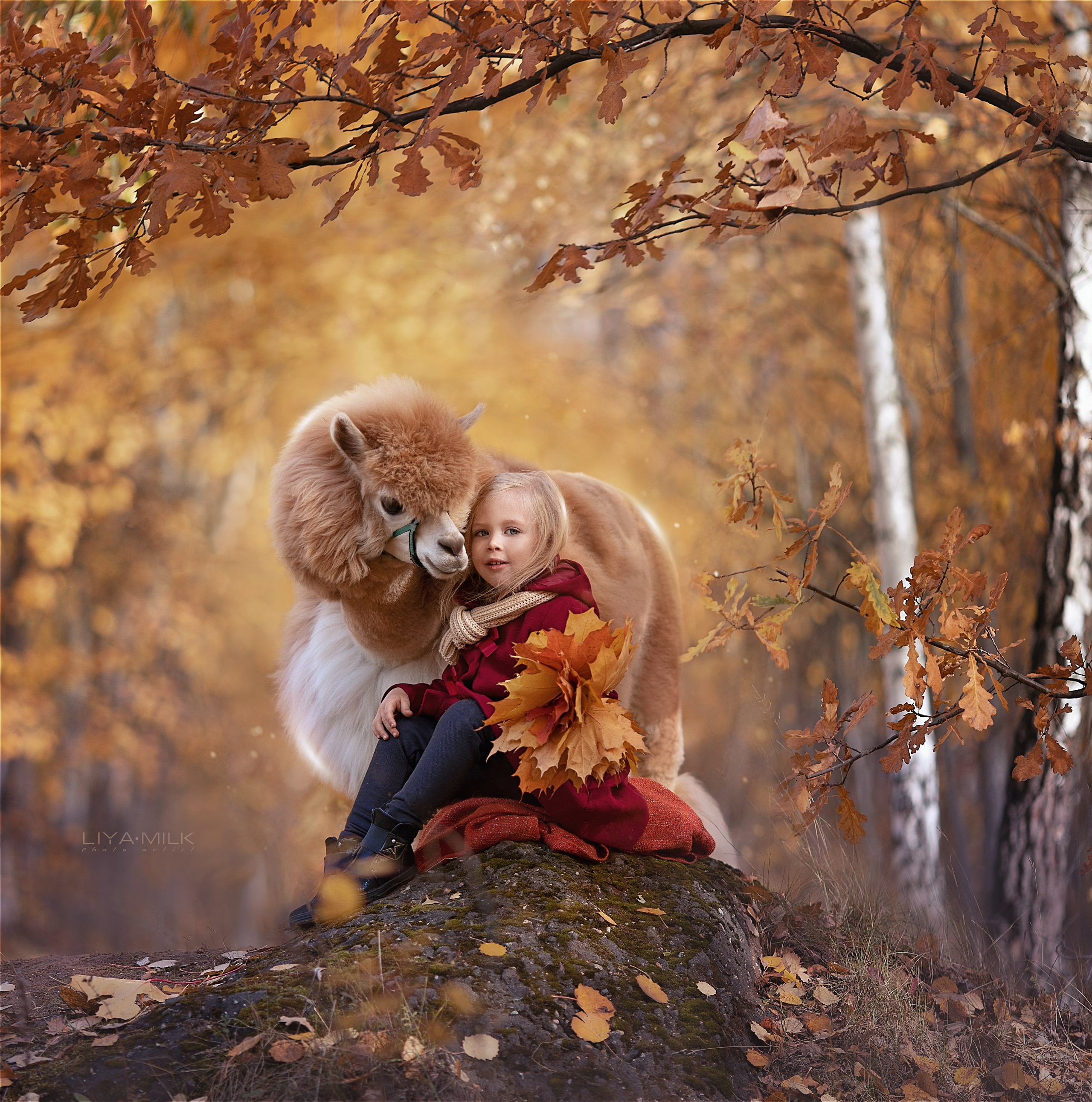 фотосессия с альпакой, сказочная Фотосессия , Фотосессия с альпаками , Фотосессия с ламой, Фотосессия с животными, фотограф москва фотограф Лия Милк, съемка с животными, сказочная фотосессия