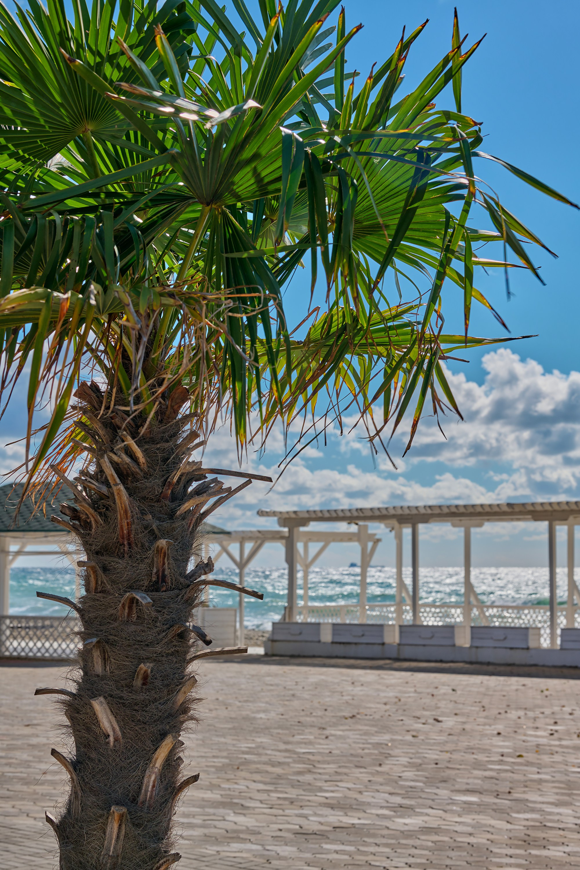 Краснодарский край, локация, фотосессия, пальма, пляж