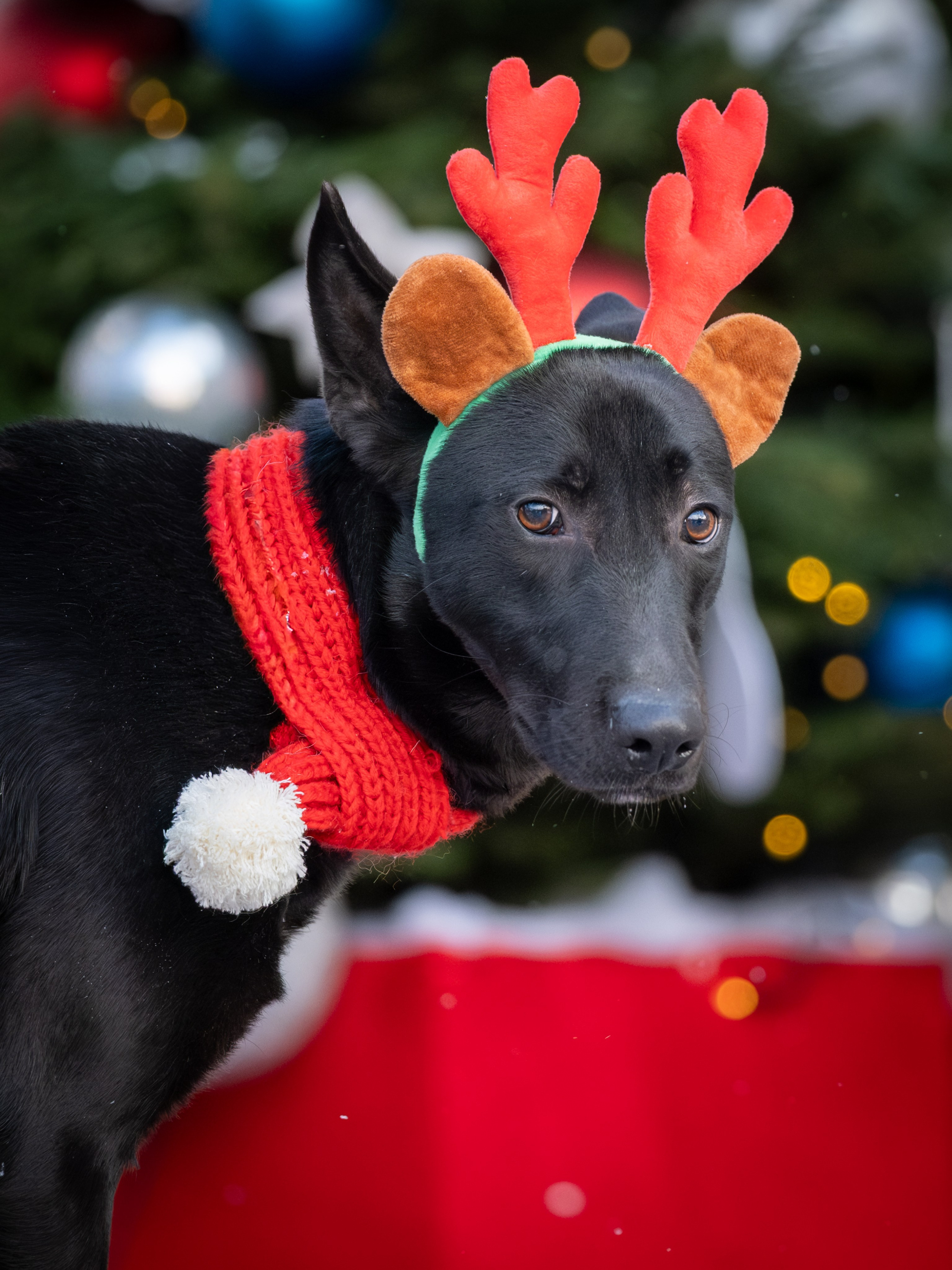 Съемки для пристройства!. Зоофотограф, фотограф животных в Москве и области Дина Дамоцева