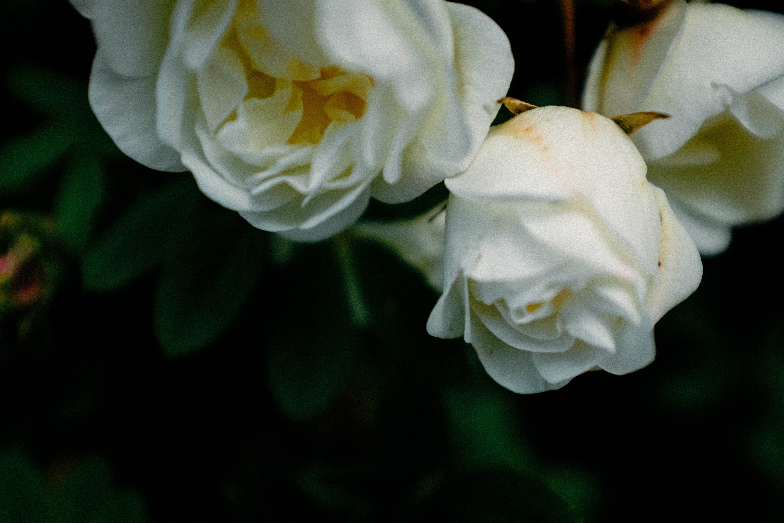 Фотограф в Москве — Анна Киселёва | портреты и тёплые истории