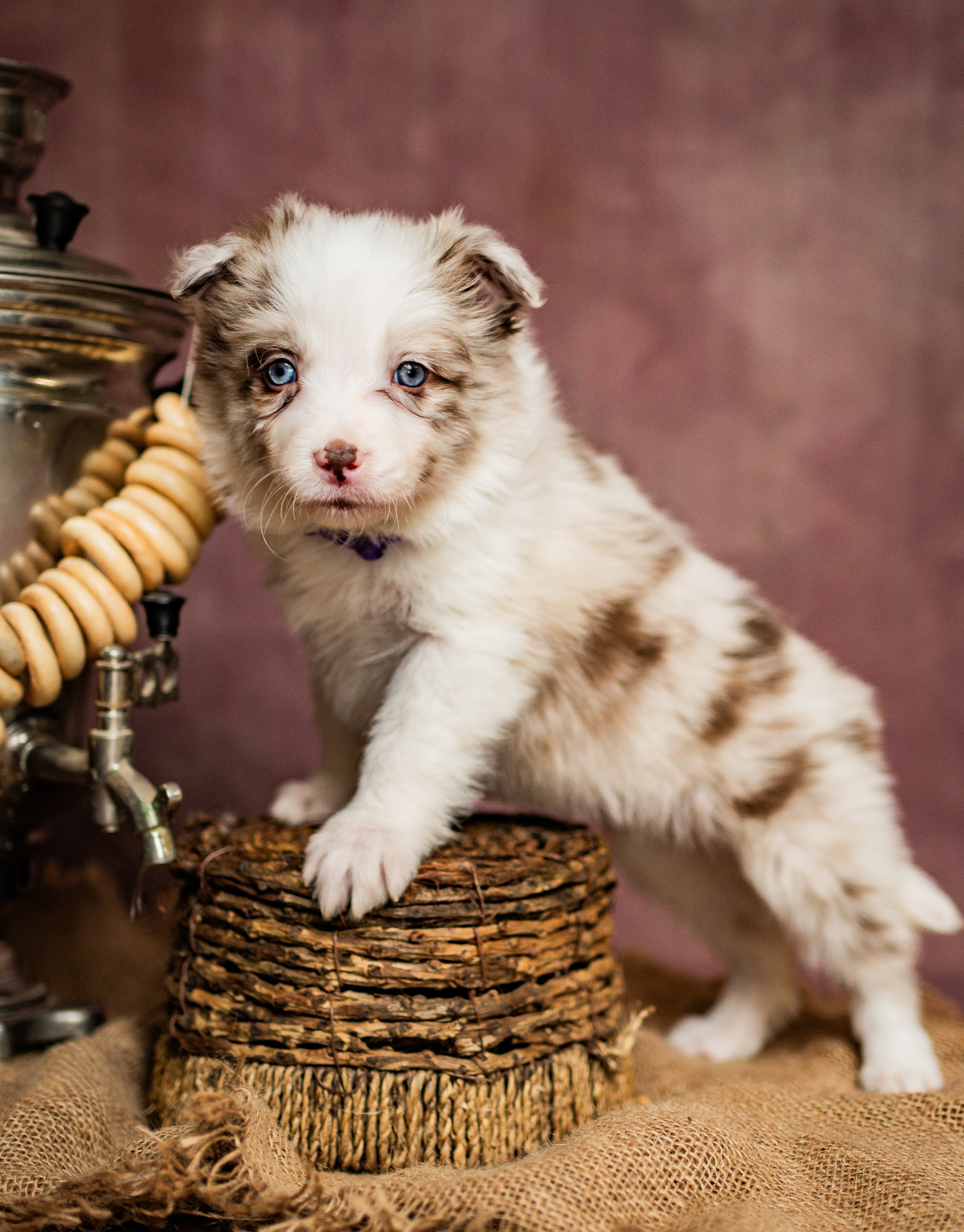 Фритсвит. Семейный фотограф Ефремова Виктория