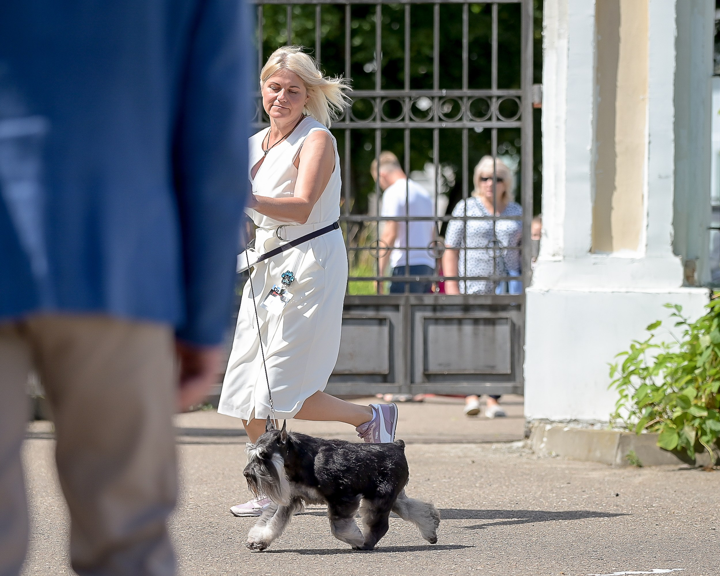 Софи/Asson Ari Vivien Marceau. Питомник цвергшнауцеров в Беларуси «Делинсо Бэлэнс»