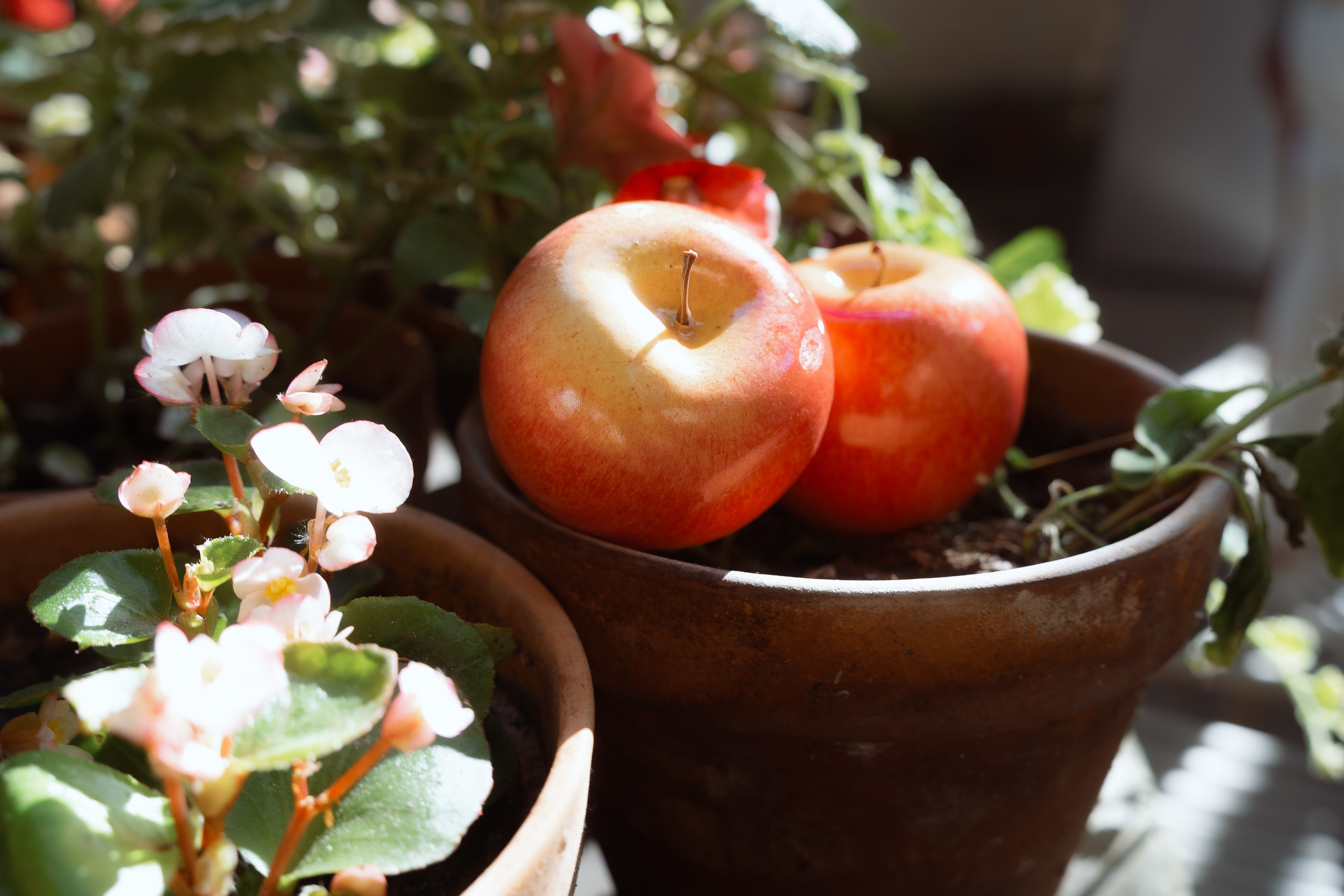 Красные яблоки в глиняном горшке среди белых цветов, солнечные лучи