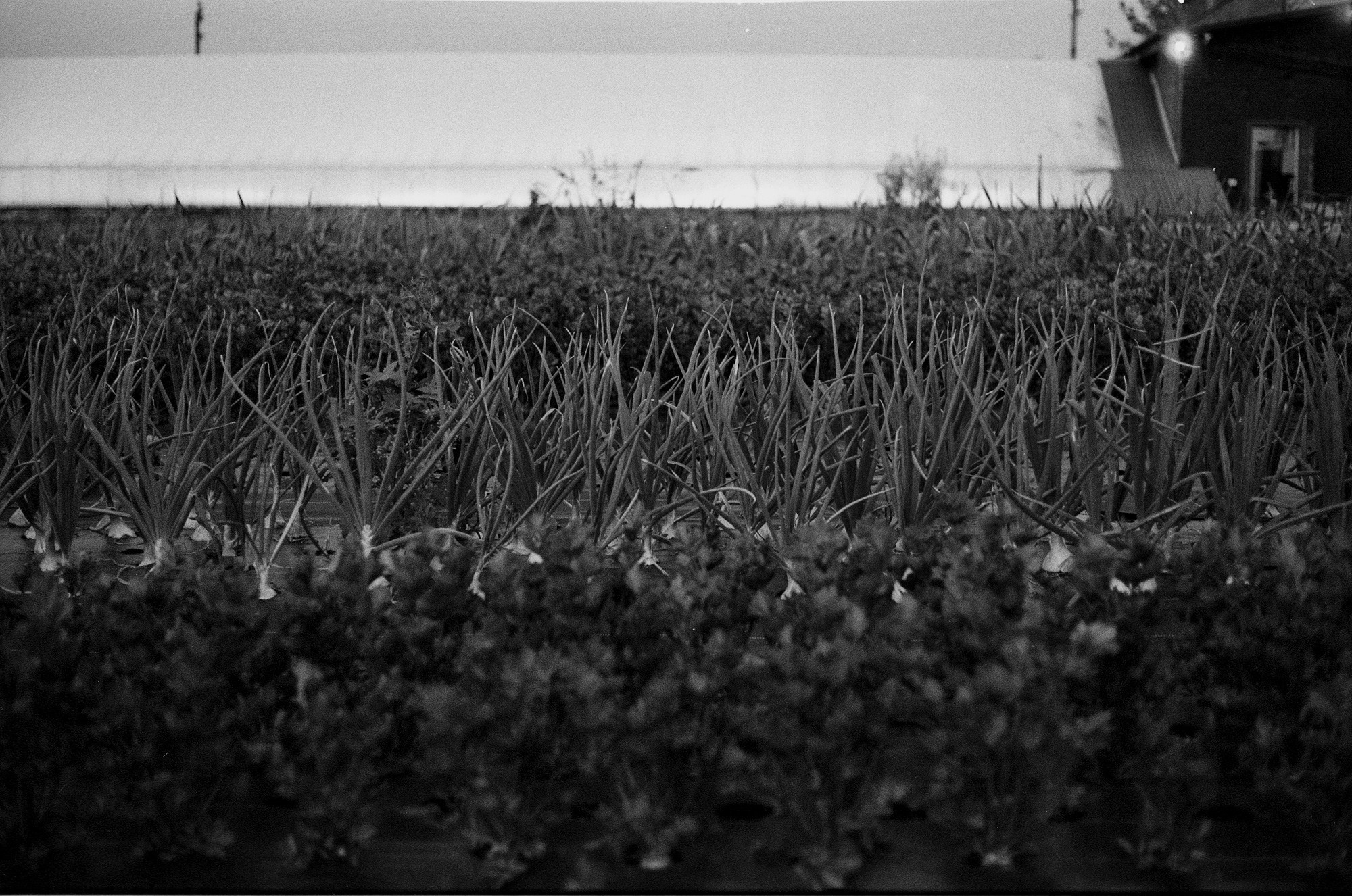 SuperFoodFarm. История фермы. Другой Павел Поцелуев. Фотограф в 2025 году