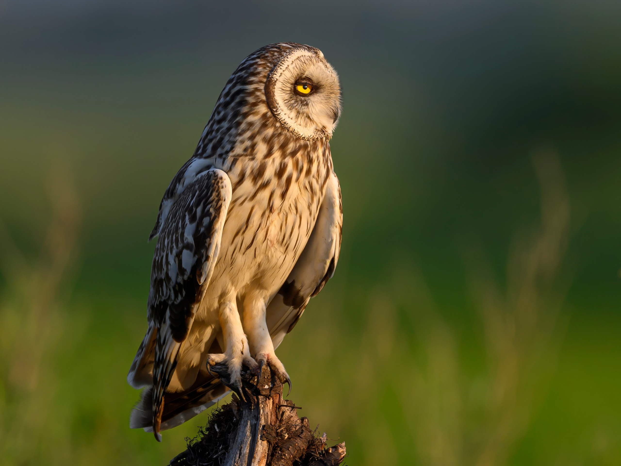 Совы и кулики. Фотограф Сергей Пупонин