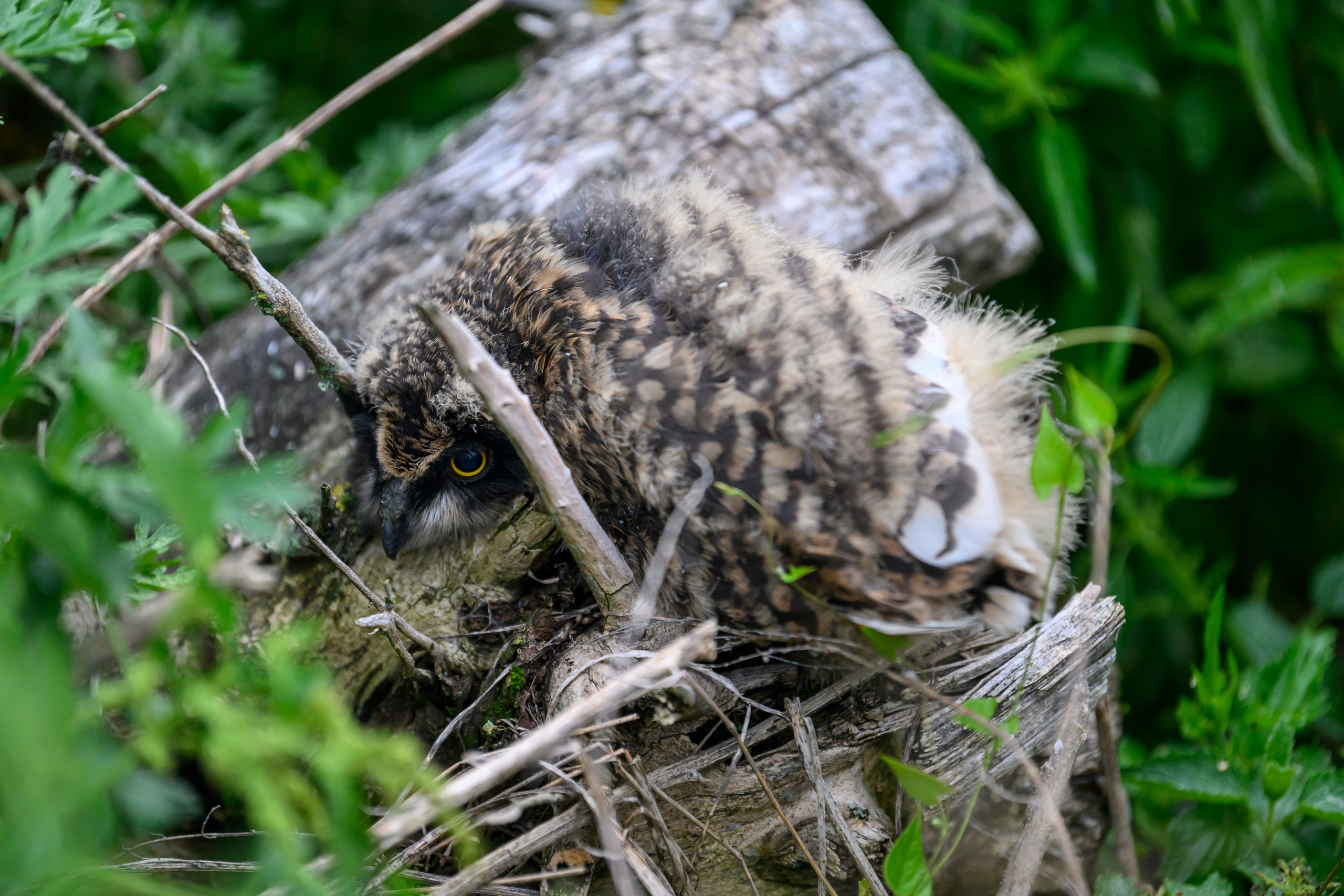 Совята учатся летать. Owlets learn to fly. Фотограф Сергей Пупонин