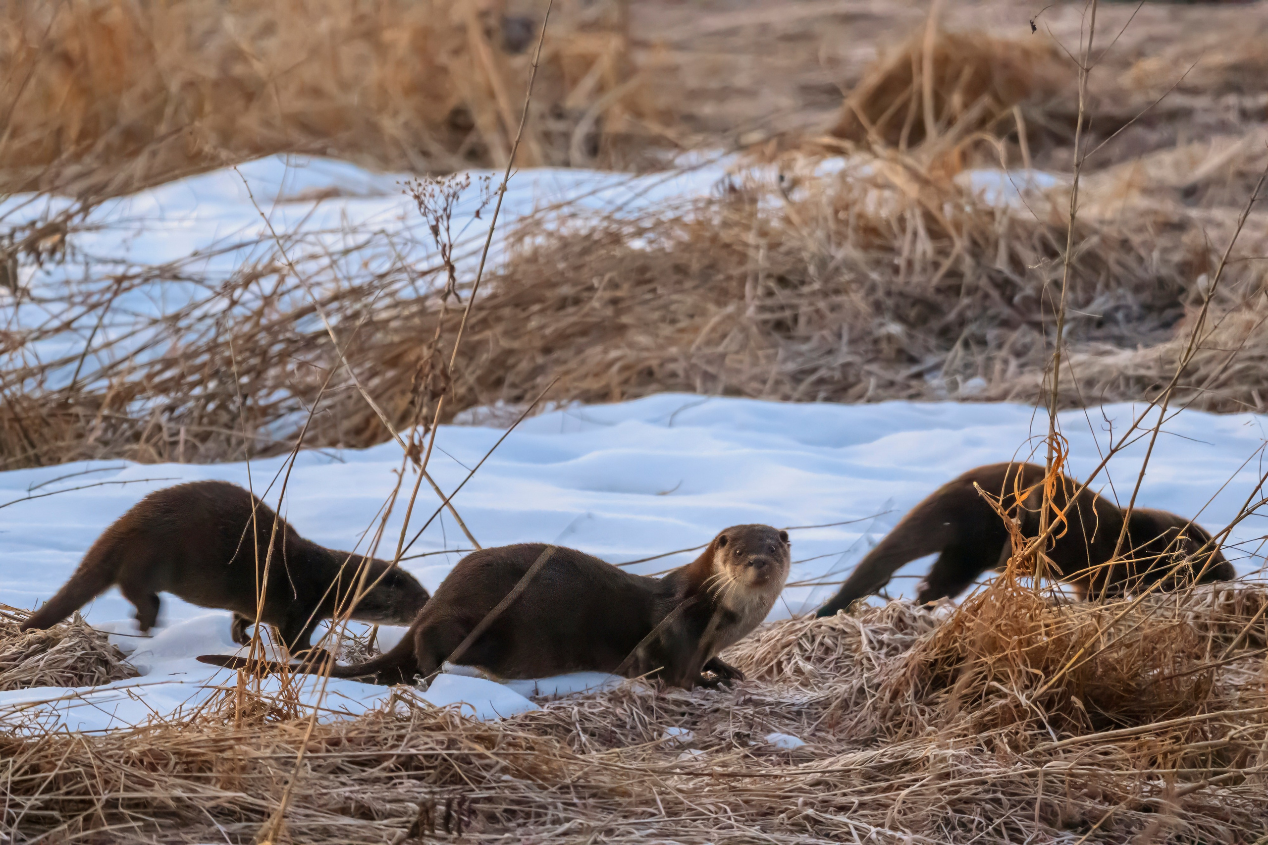 Выдры. Фотограф Сергей Пупонин