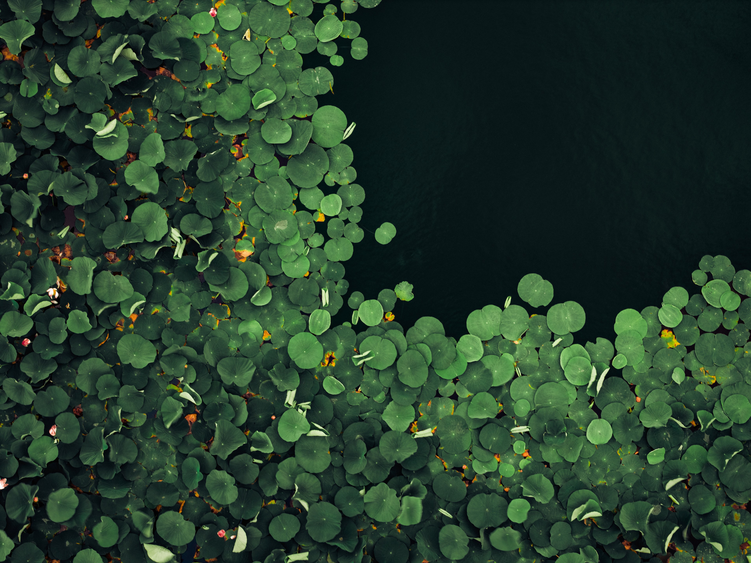 Пруд «Семейный» | с. Петровка. Иван Зайцев (IZIART) — создание культурного кода через фото и видео