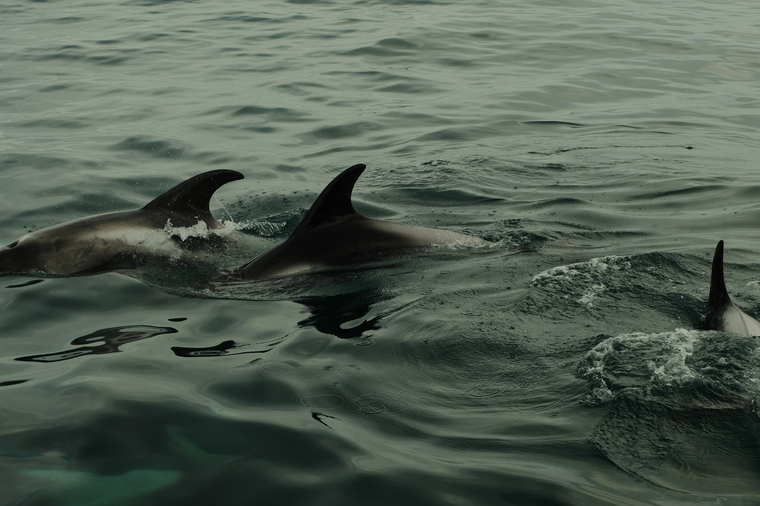 Three dolphins swimming just below the surface of calm, rippling water, with only their dorsal fins and parts of their backs visible.