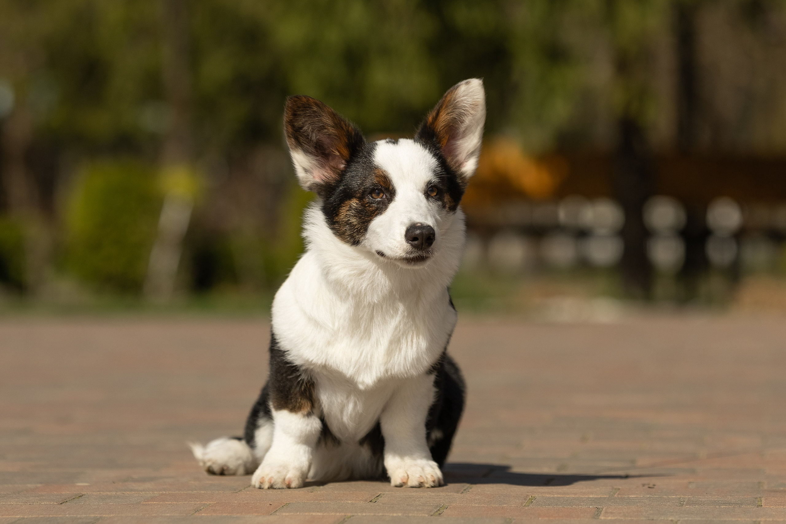 Купить щенка вельш корги кардиган из питомника Ice Fantasy. Купить щенка Вельш-корги-кардиган в семейном питомнике — Ice Fantasy