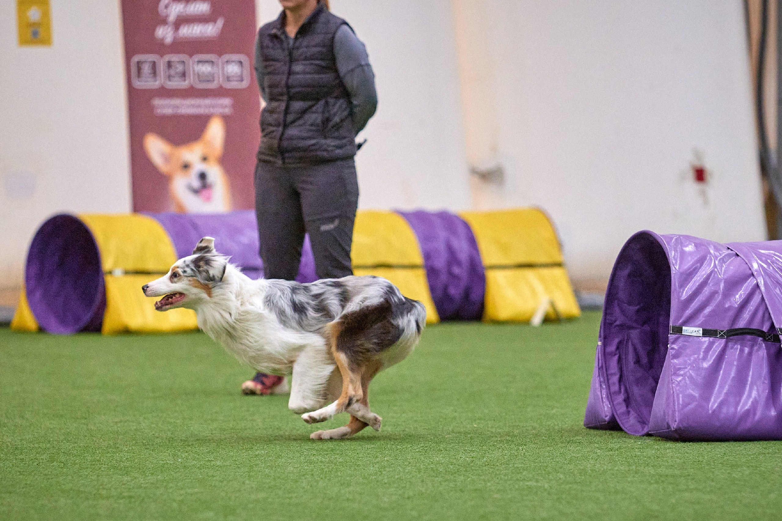 Кайса. BLGKV питомник собак