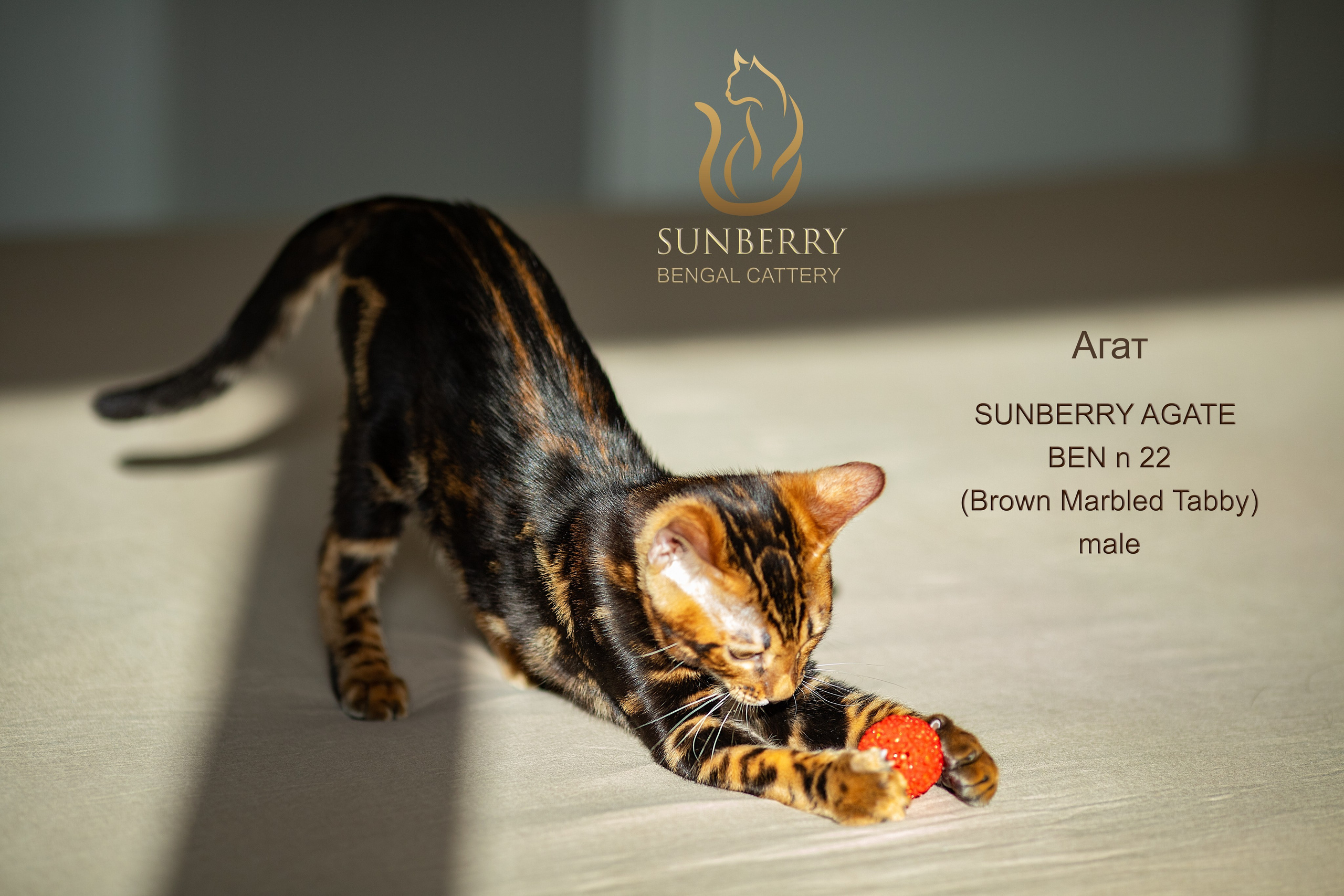 Питомник бенгальских кошек Минск | WCF Sunberry Bengal Cattery. Арт фотограф в Минске Анастасия Корбут