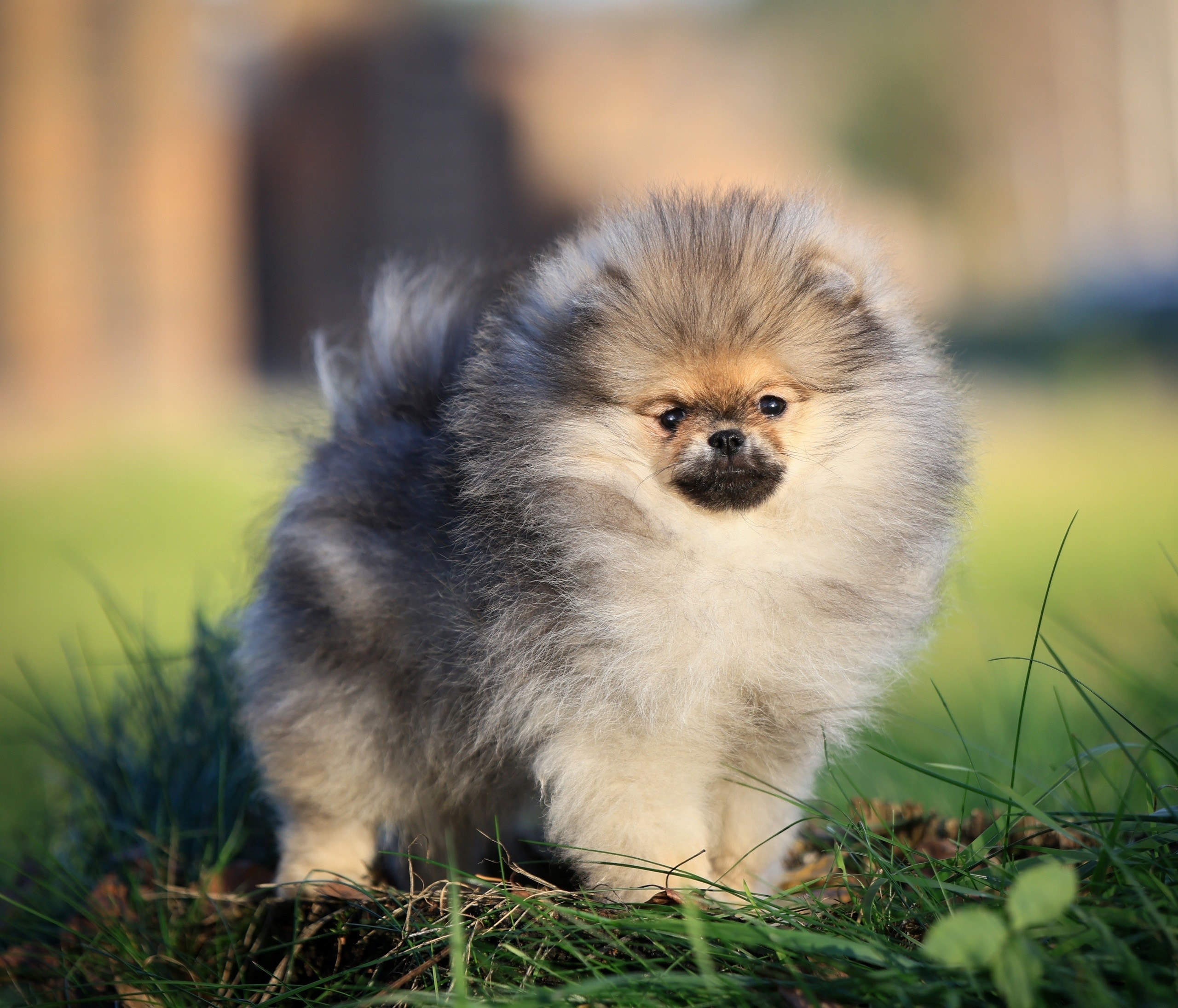 Шпицы. Купить щенка Вельш-корги-кардиган в семейном питомнике — Ice Fantasy