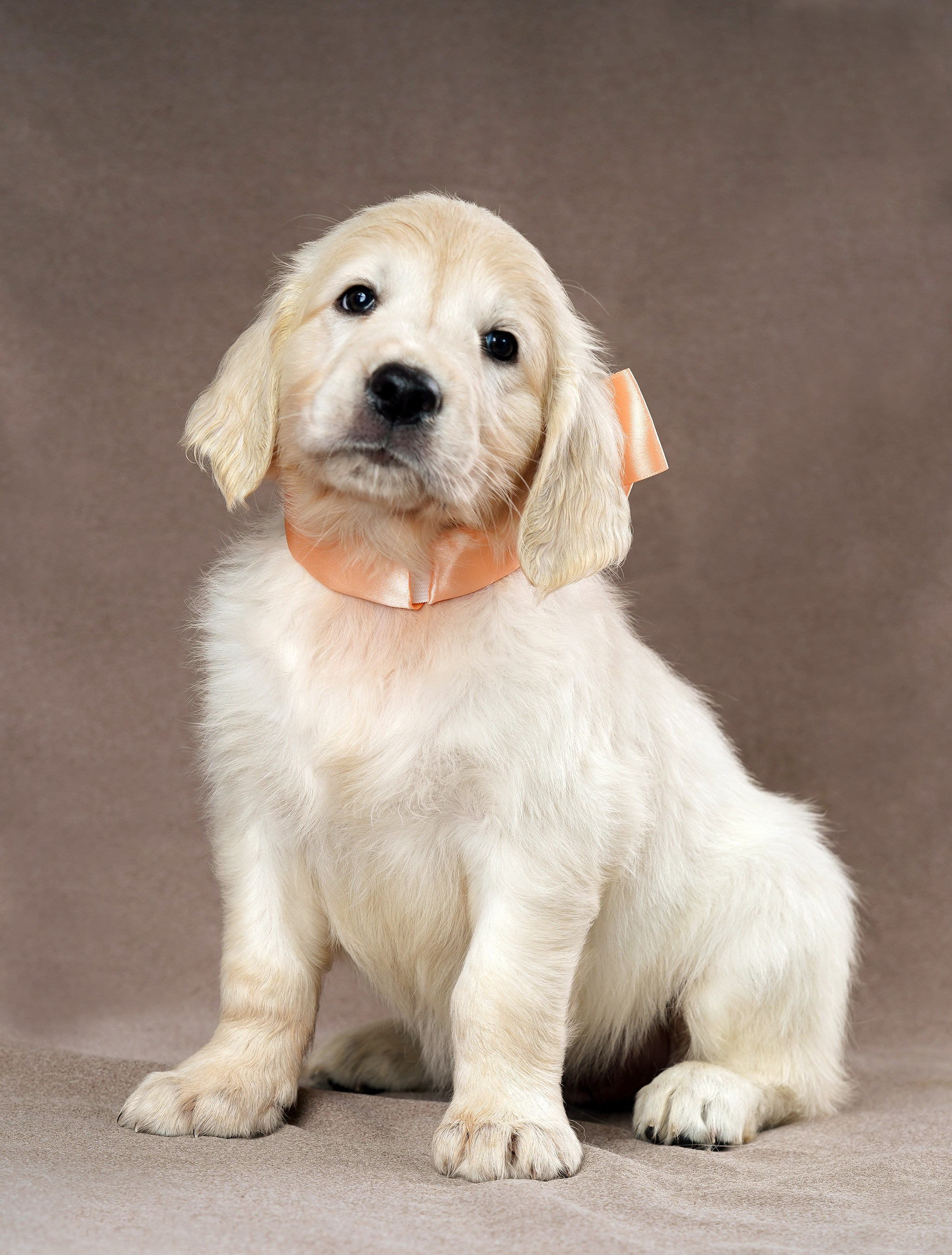 съемка собак, съемка щенков , съемка собак для авито, съемка щенков для авито, грумминг, фотограф животных. фотограф собак,съемка собак Нижний Новгород, съемка собак Бор,