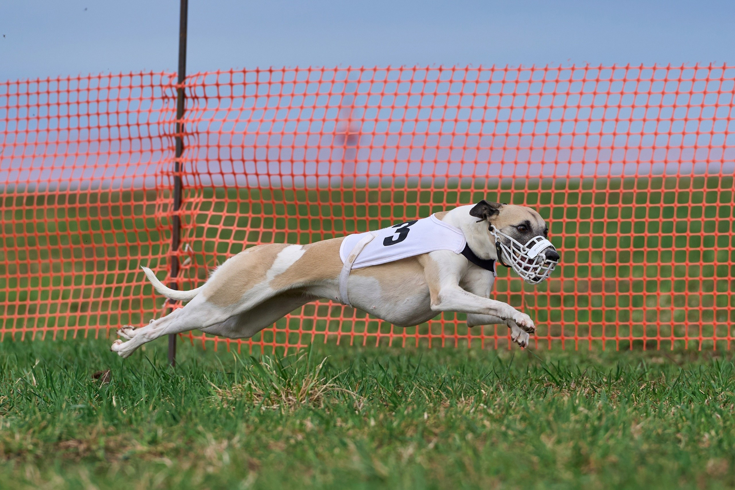Квалификация по рейсингу. Фотограф-анималист Михаил Манухин
