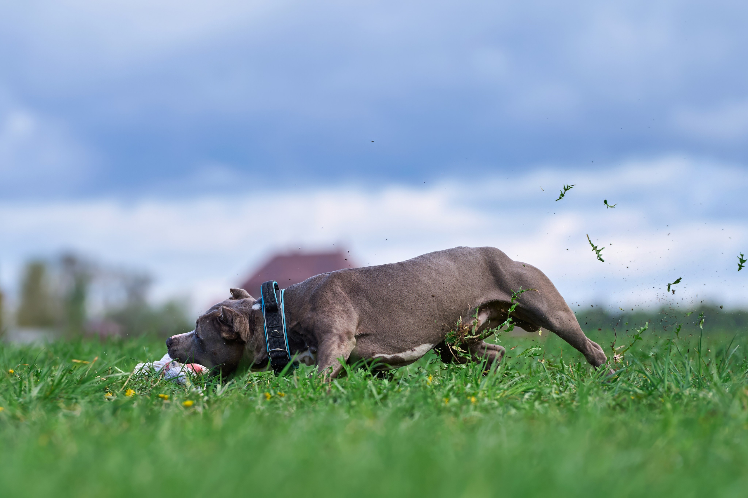Тренировка по курсингу «на Ярославке». Фотограф-анималист Михаил Манухин