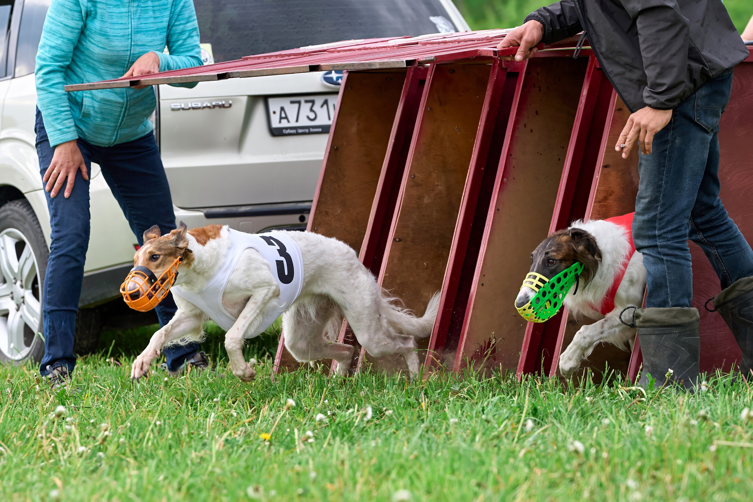 Квалификация по рейсингу. РАЛББ и Курсинг на Ярославке. Фотограф-анималист Михаил Манухин