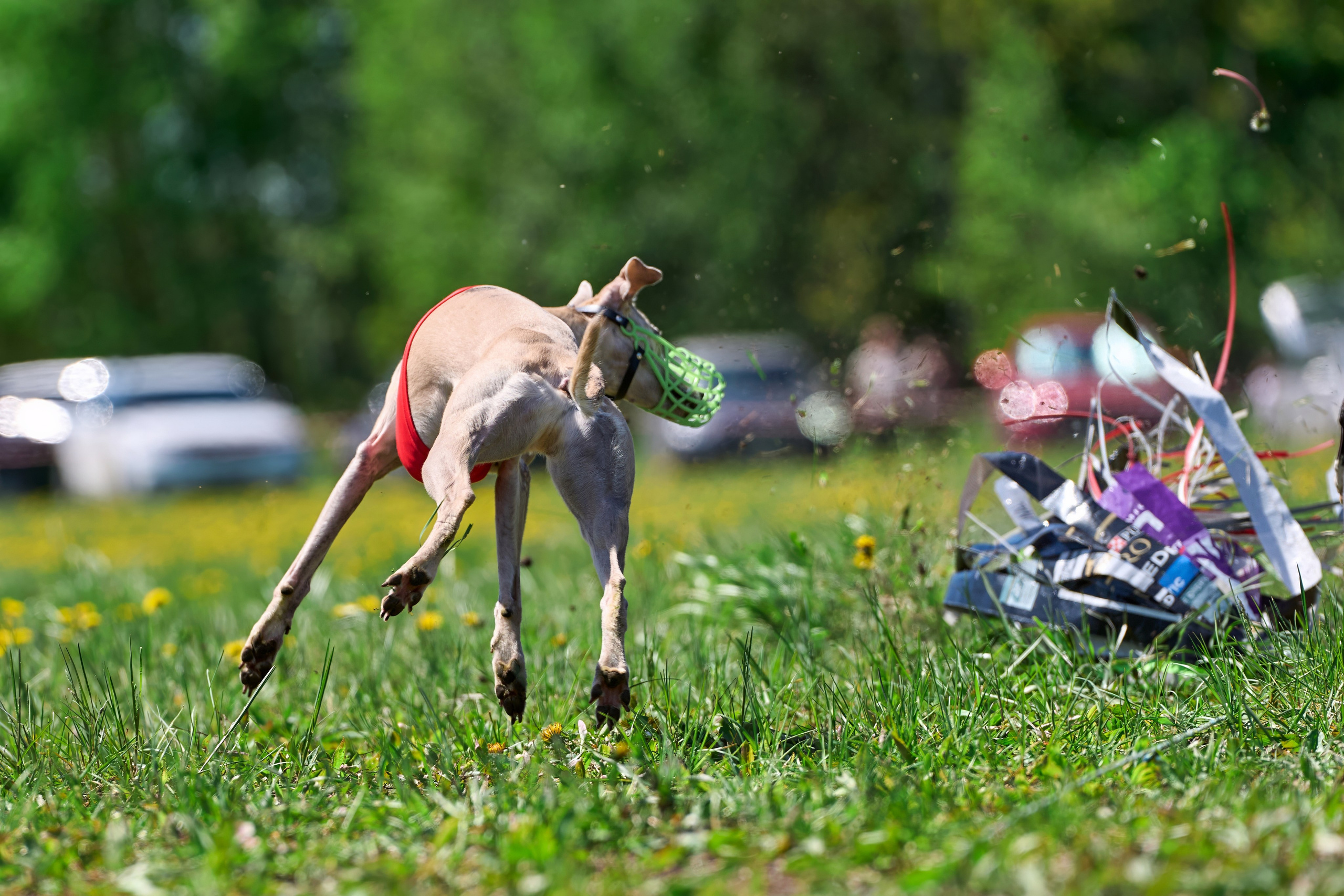 Квалификация по курсингу Донино. Фотограф-анималист Михаил Манухин