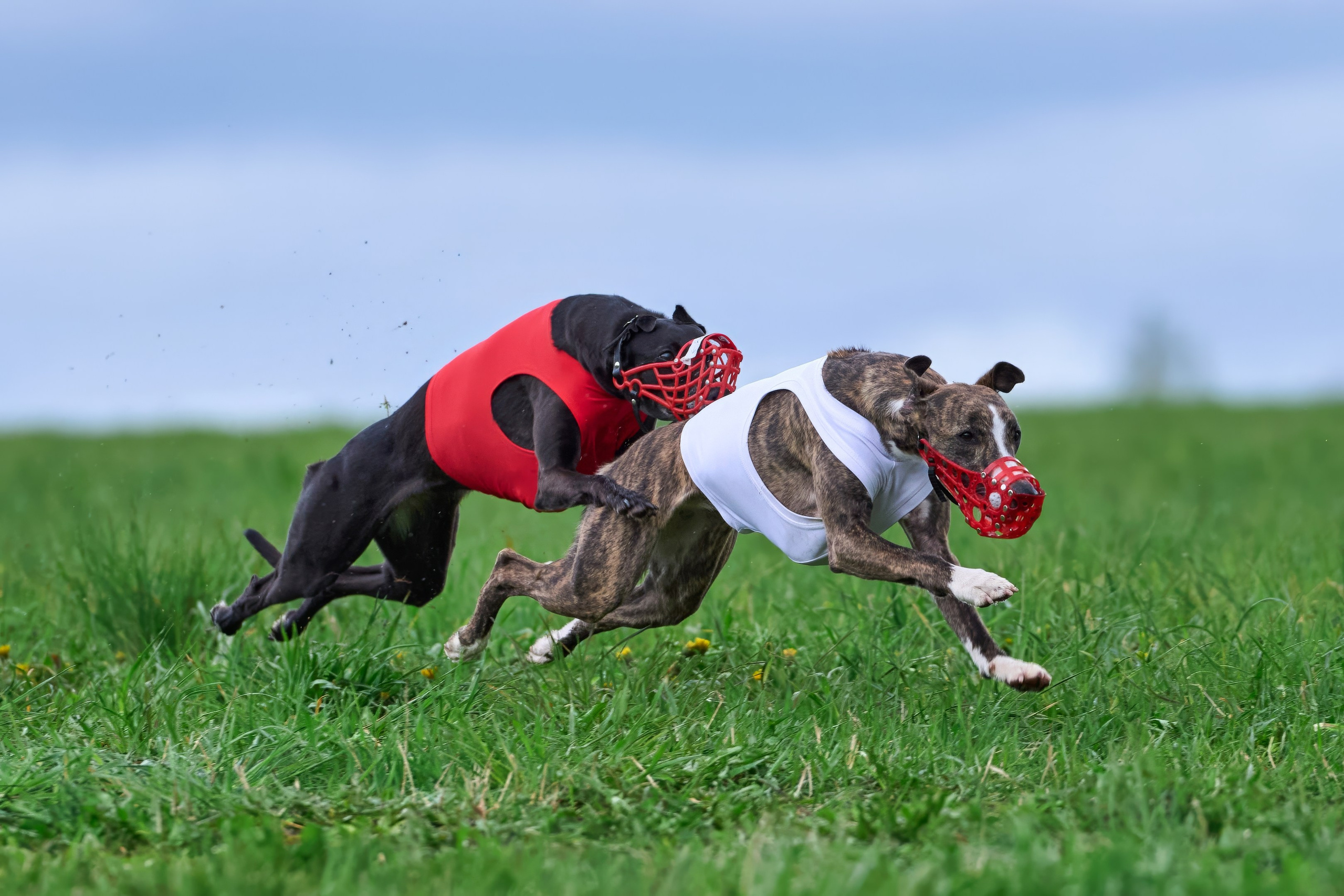 ПЧРКФ по курсингу. Фотограф-анималист Михаил Манухин