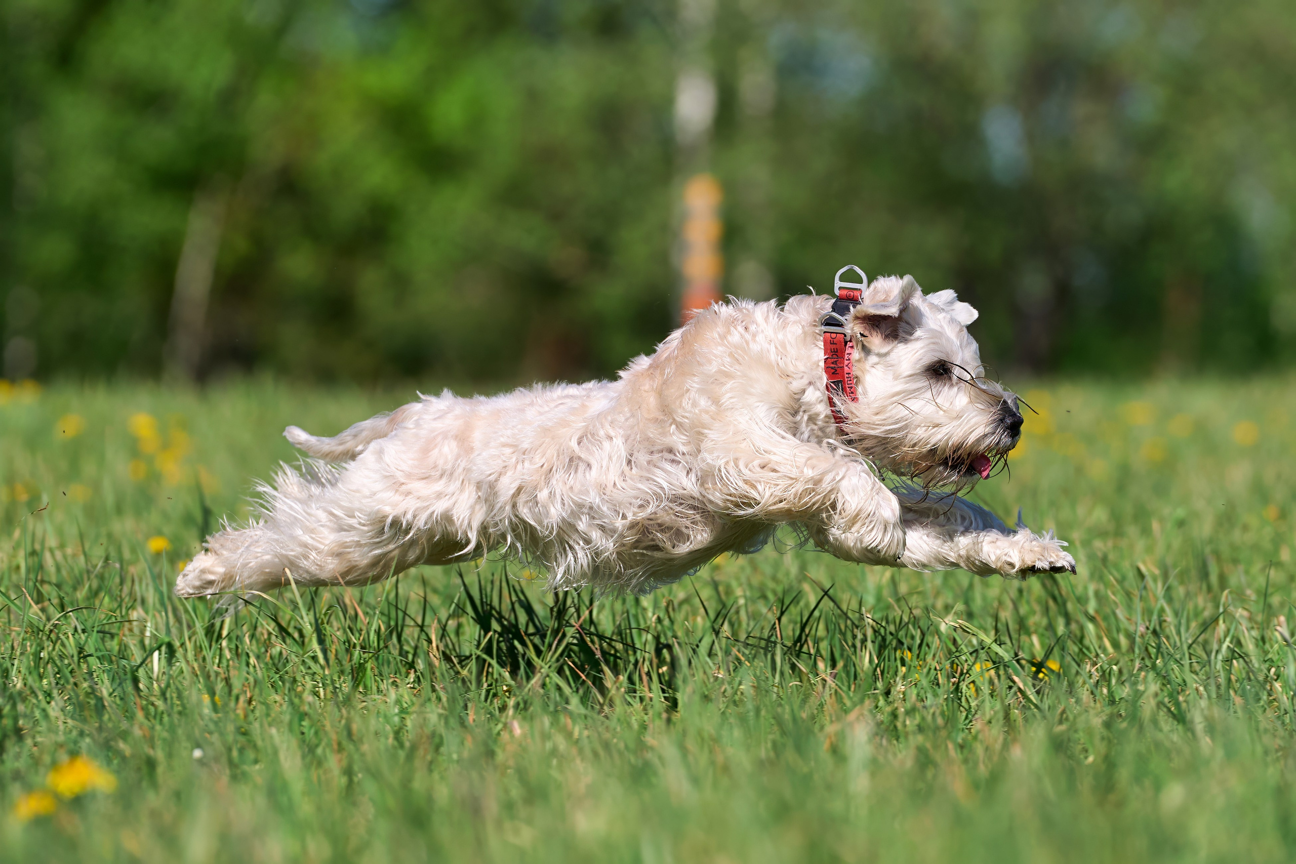 Тренировка по курсингу «на Ярославке». Фотограф-анималист Михаил Манухин