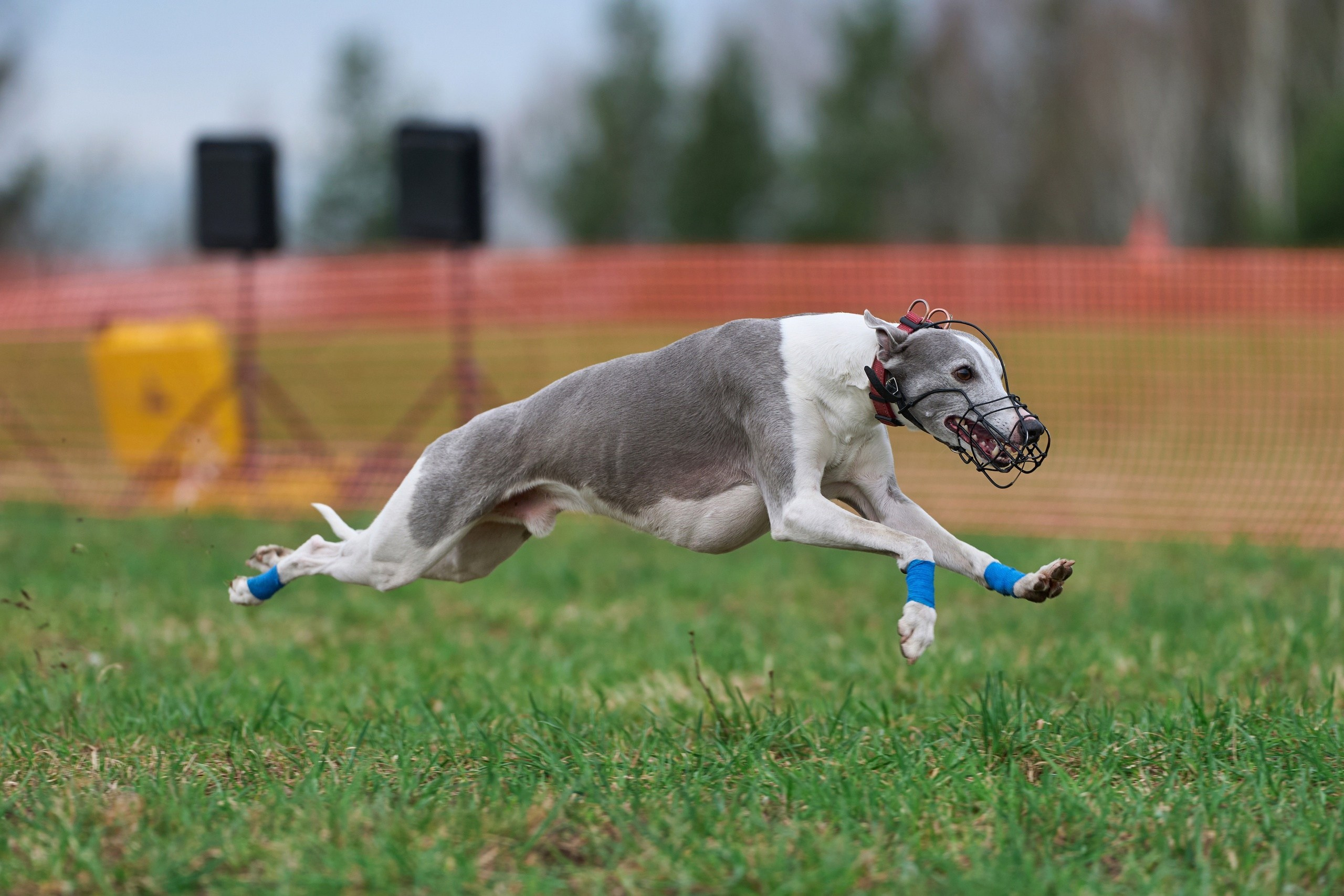 Квалификация по рейсингу. Фотограф-анималист Михаил Манухин