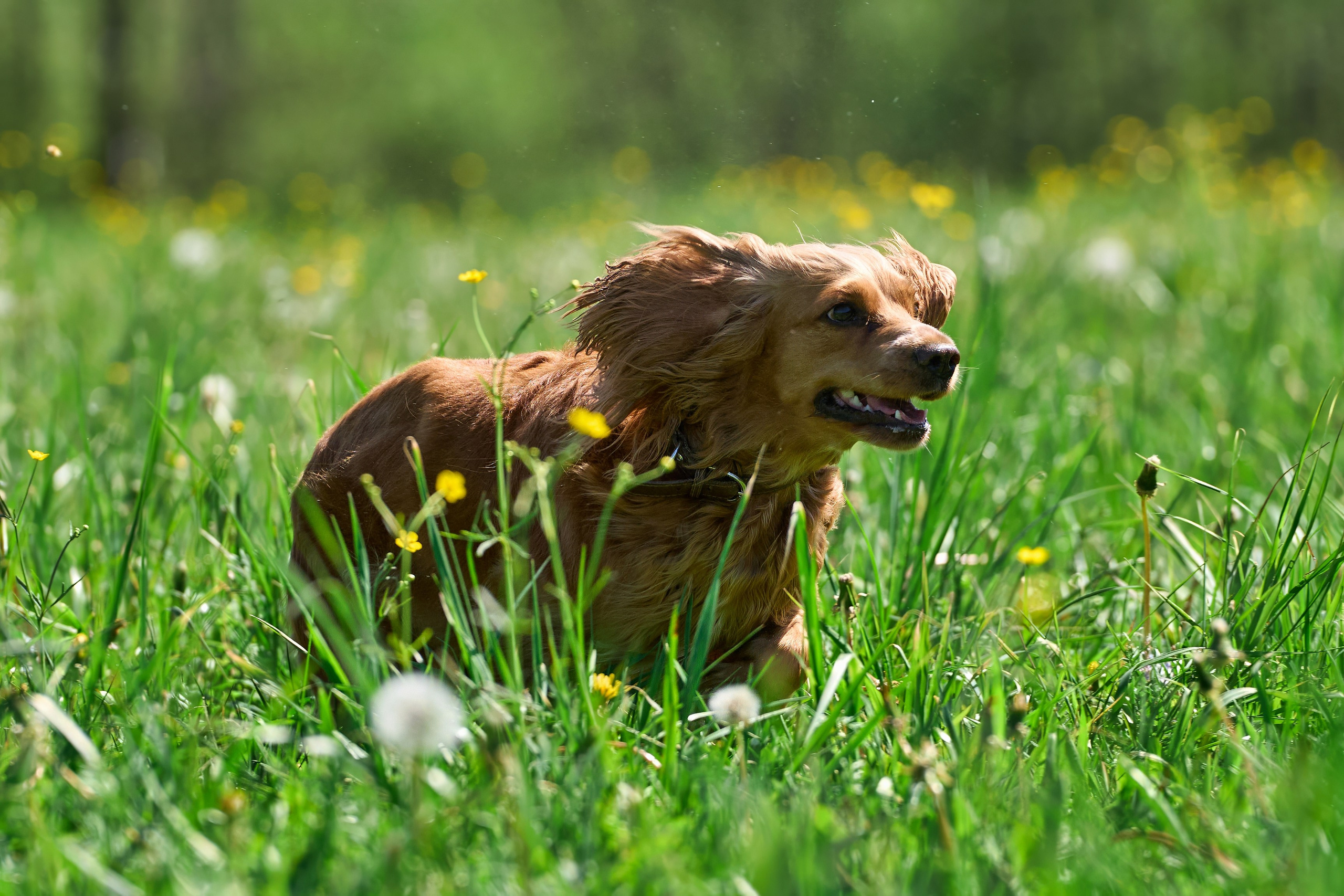 Тренировка по курсингу Донино. Фотограф-анималист Михаил Манухин