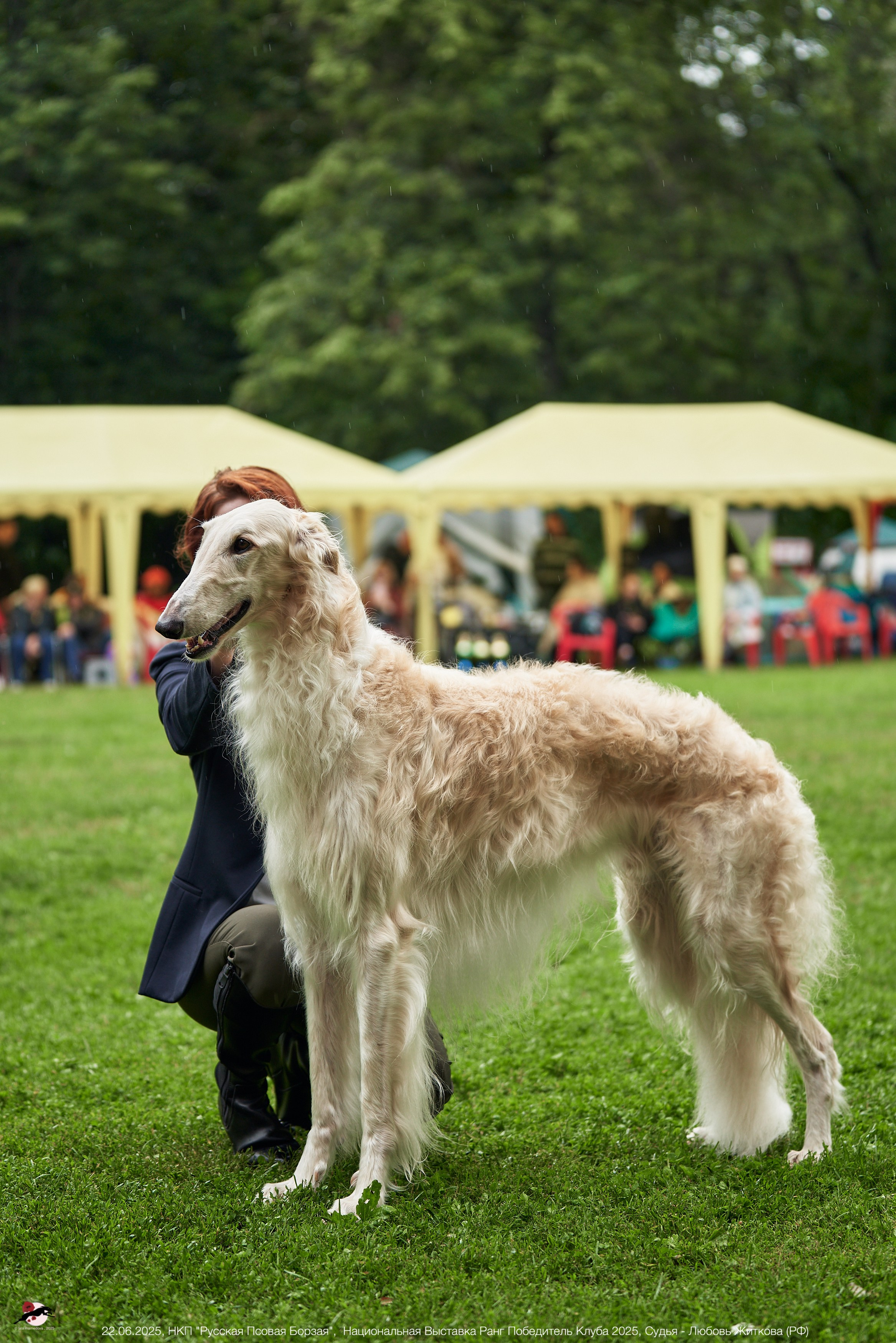 22.06.2025 | Национальная Выставка НКП "Русская Псовая Борзая"