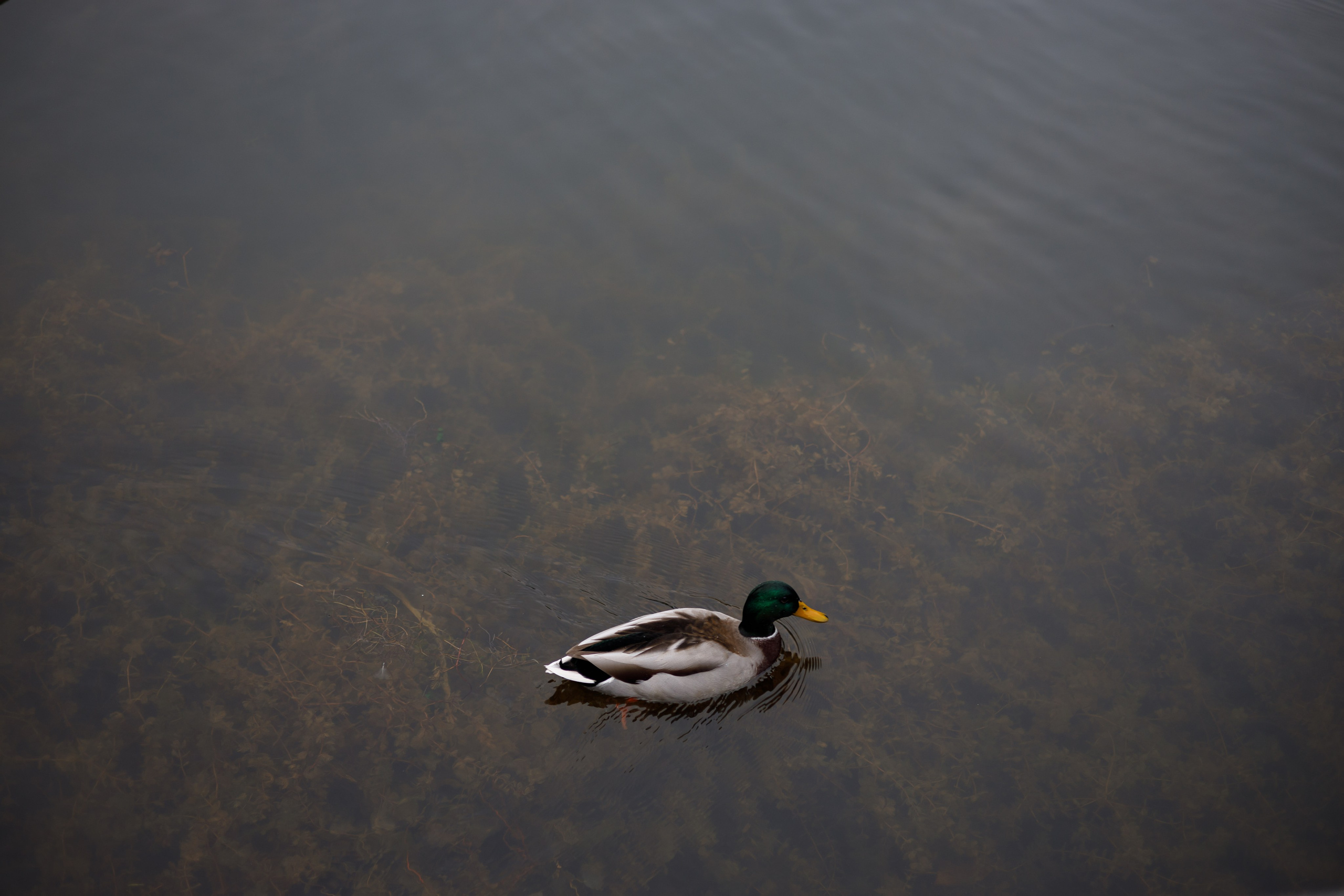 Осенняя меланхолия с элементами радости. Репортажный и портретный фотограф в Москве Саханцева Анна