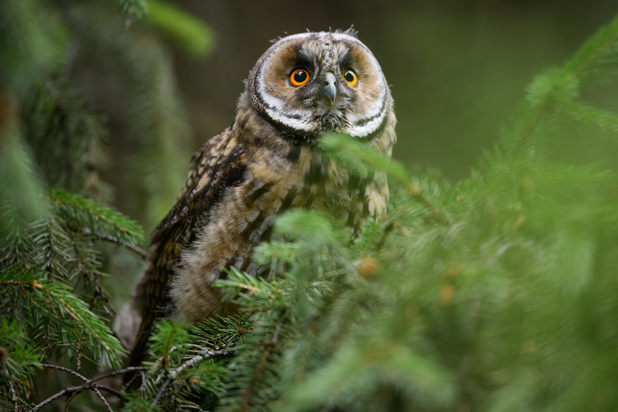 Спортивный и репортажный фотограф Рустам Афлятунов в Казани