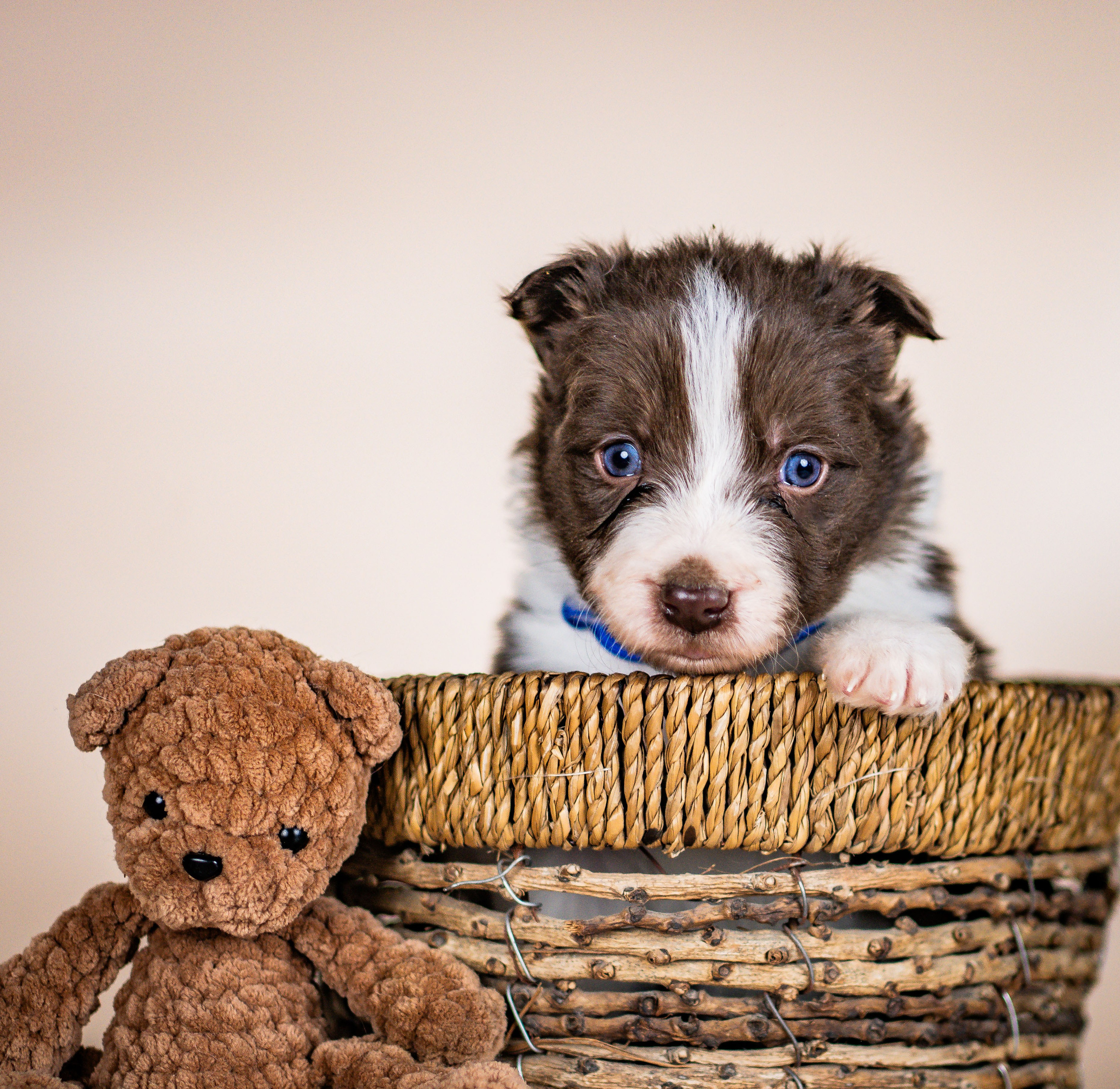 Фритсвит. Семейный фотограф Ефремова Виктория
