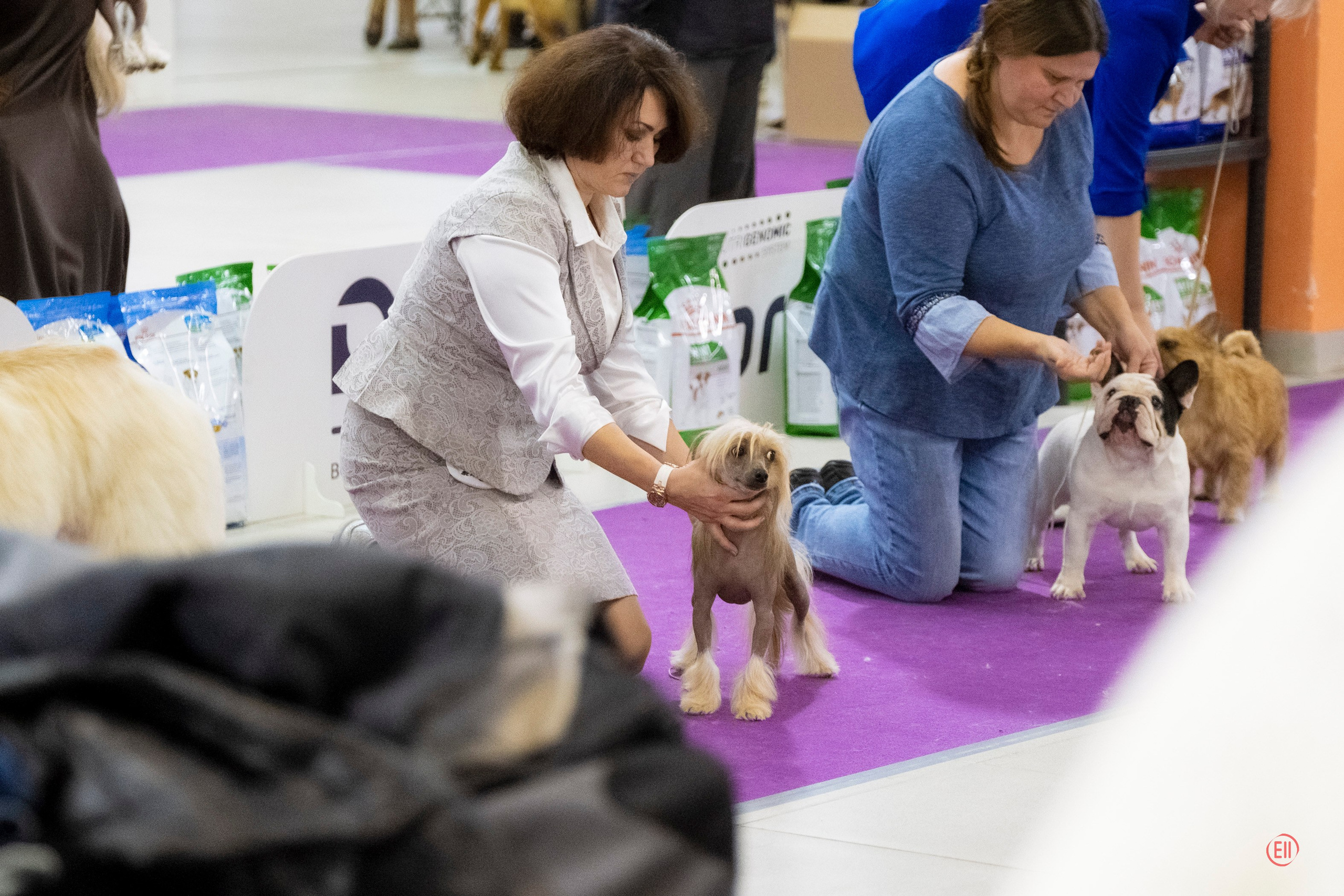 Poale Ell Cooper. Chinese Crested Dog Kennel Poale Ell