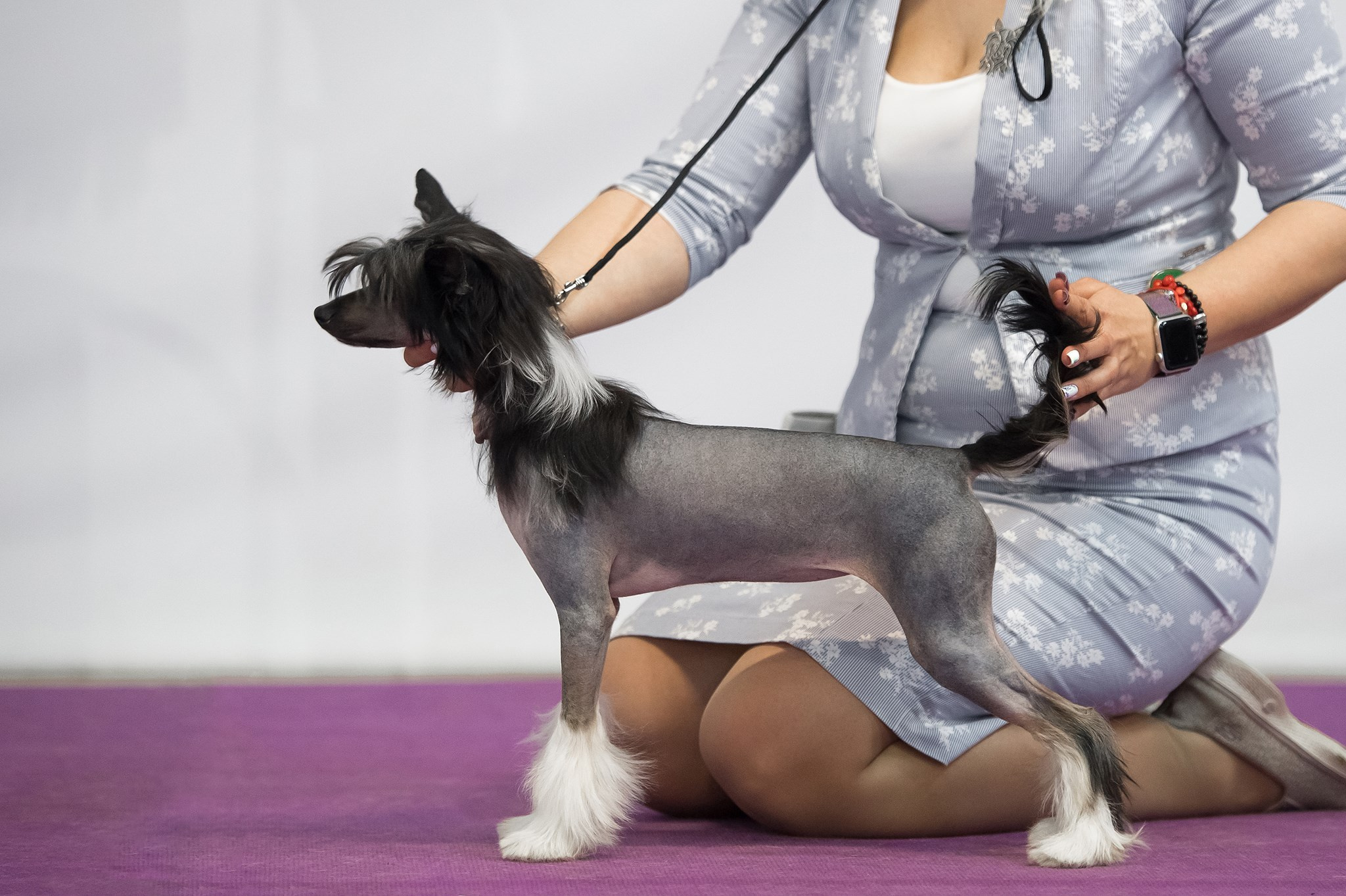 Ins Lucky Star Zhuliet Poale Ell. Питомник китайских хохлатых собак Poale Ell: купить щенка
