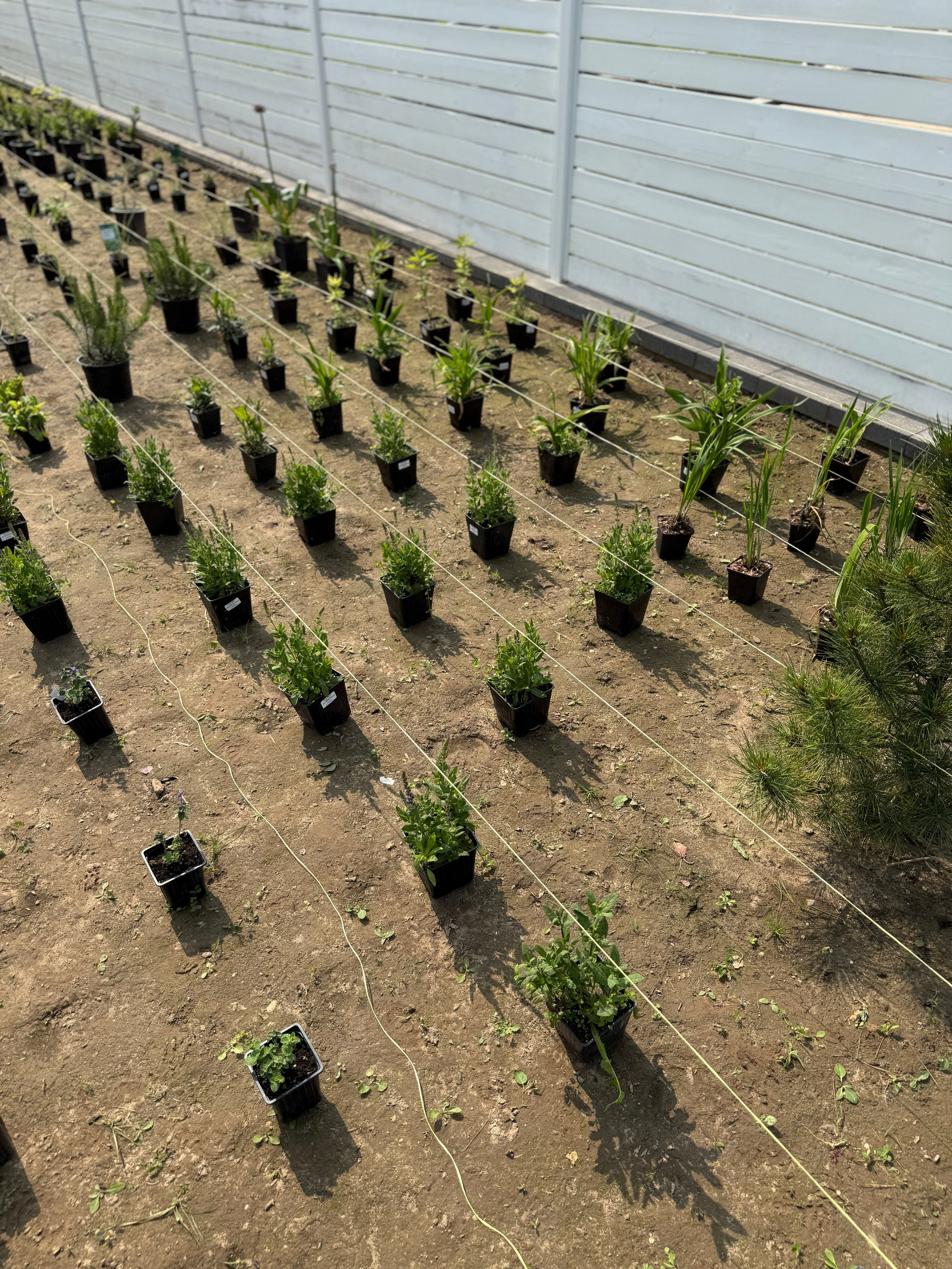 Создание цветника. LA. Ландшафтный дизайн в Минске и Гродно