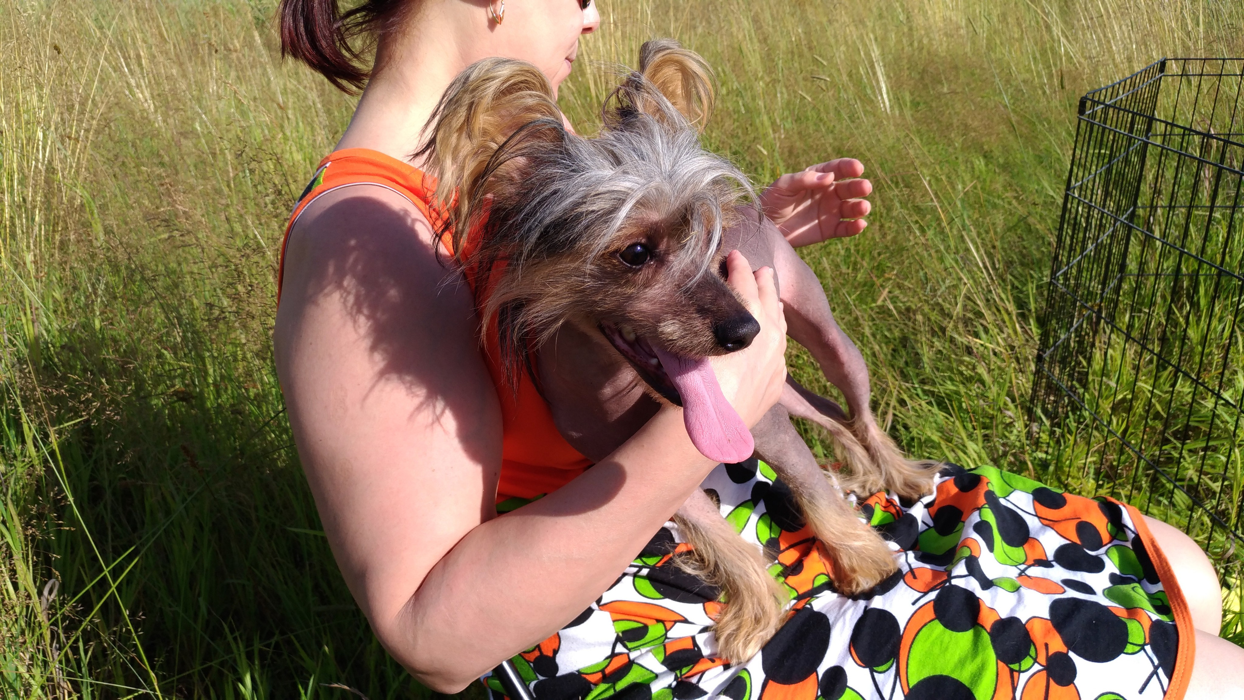 В поле под присмотром сокола. Питомник китайских хохлатых собак Poale Ell: купить щенка в питомнике