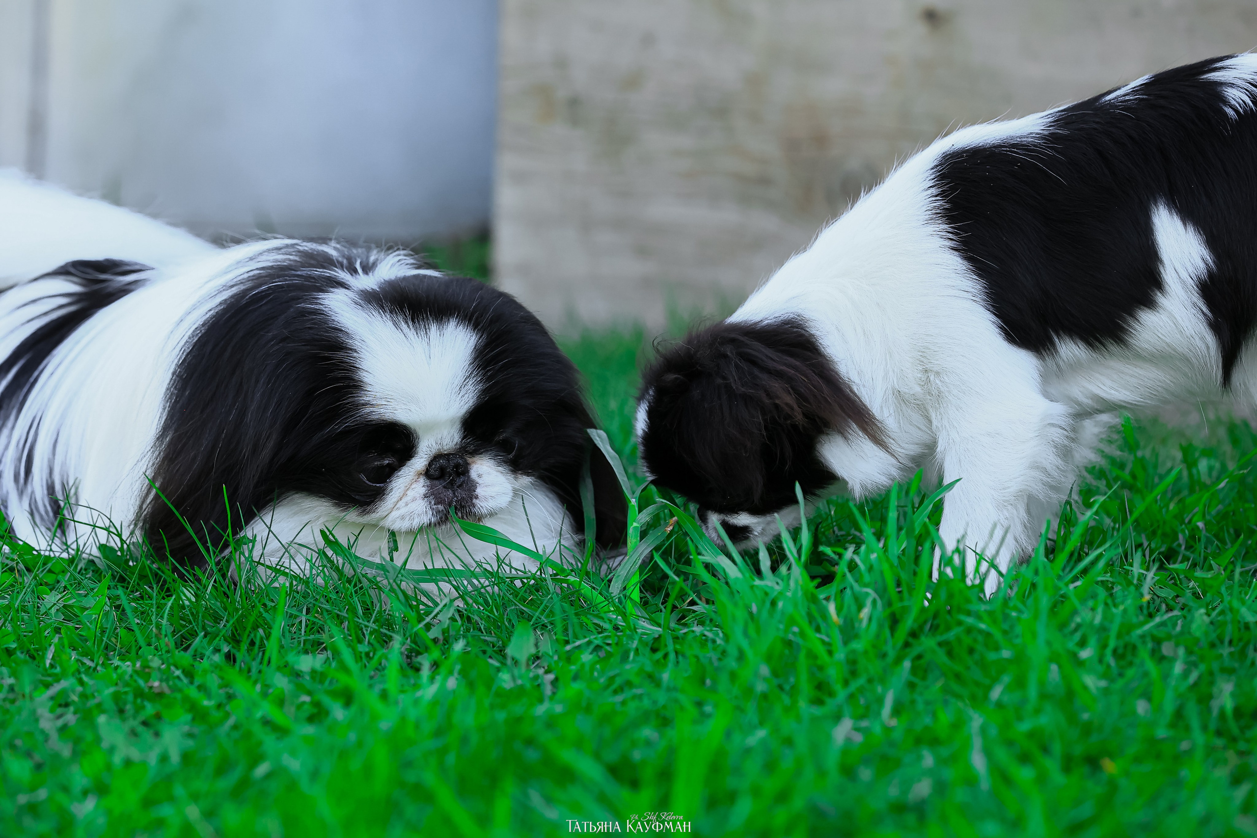 Японский хин, фотография японский хин, собака в цветах, красивая собака, фотограф анималист, фотокурс Анималистика, научиться фотографировать собак, фотограф Новосибирск