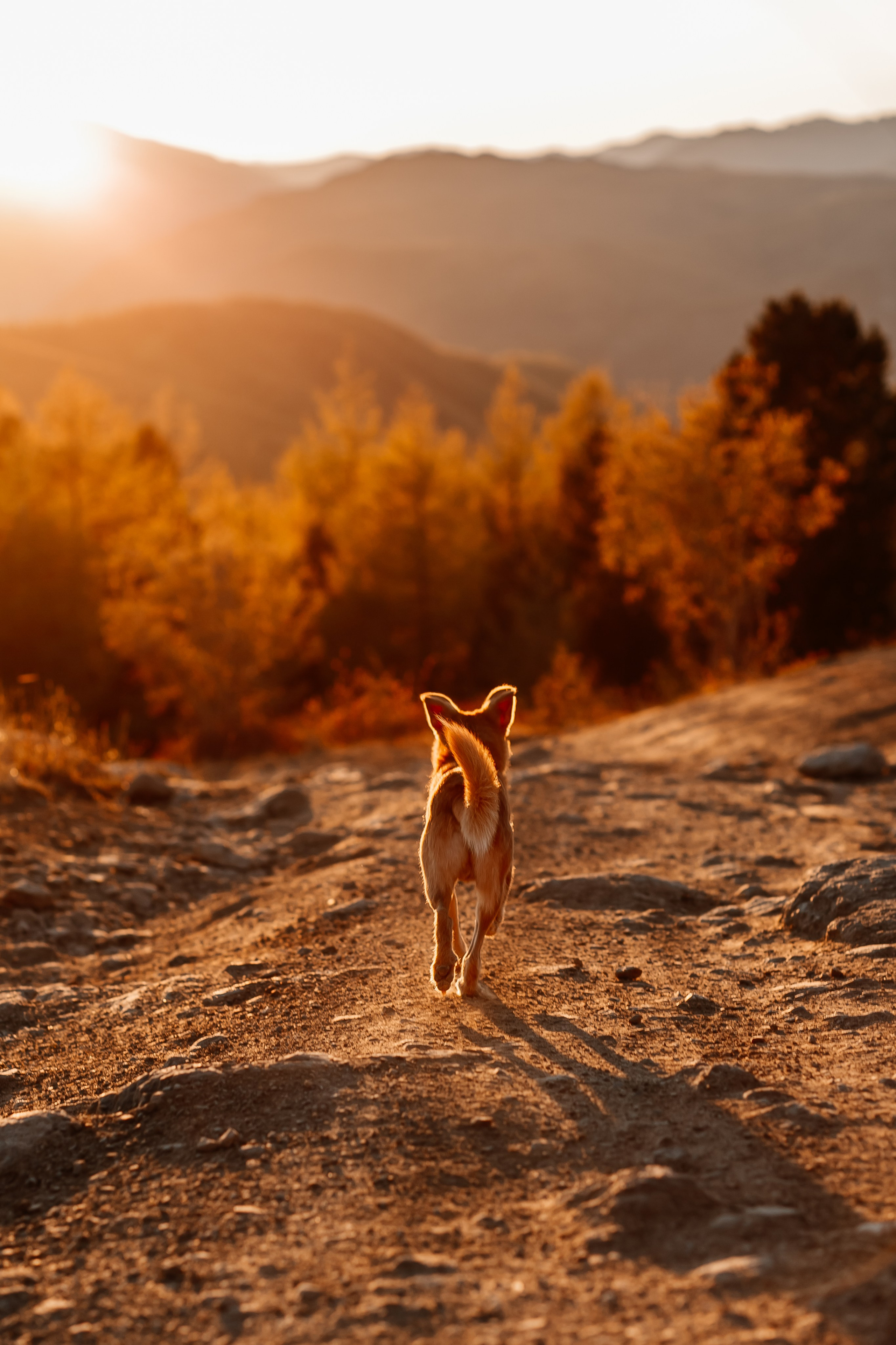 Портфолио animal. Фотограф — анималист Маргарита Хелбен Краснодар