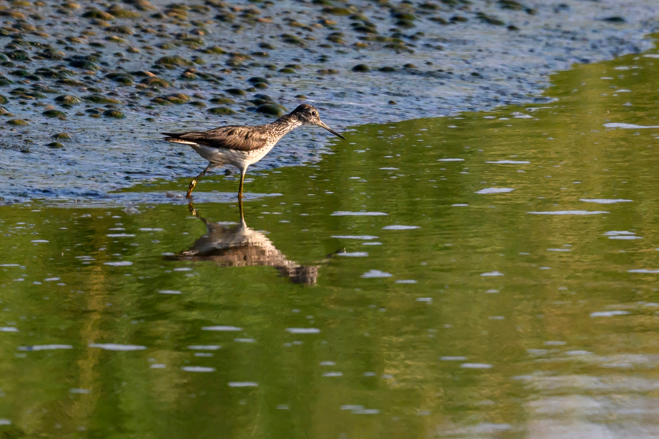 Совы и кулики. Фотограф Сергей Пупонин