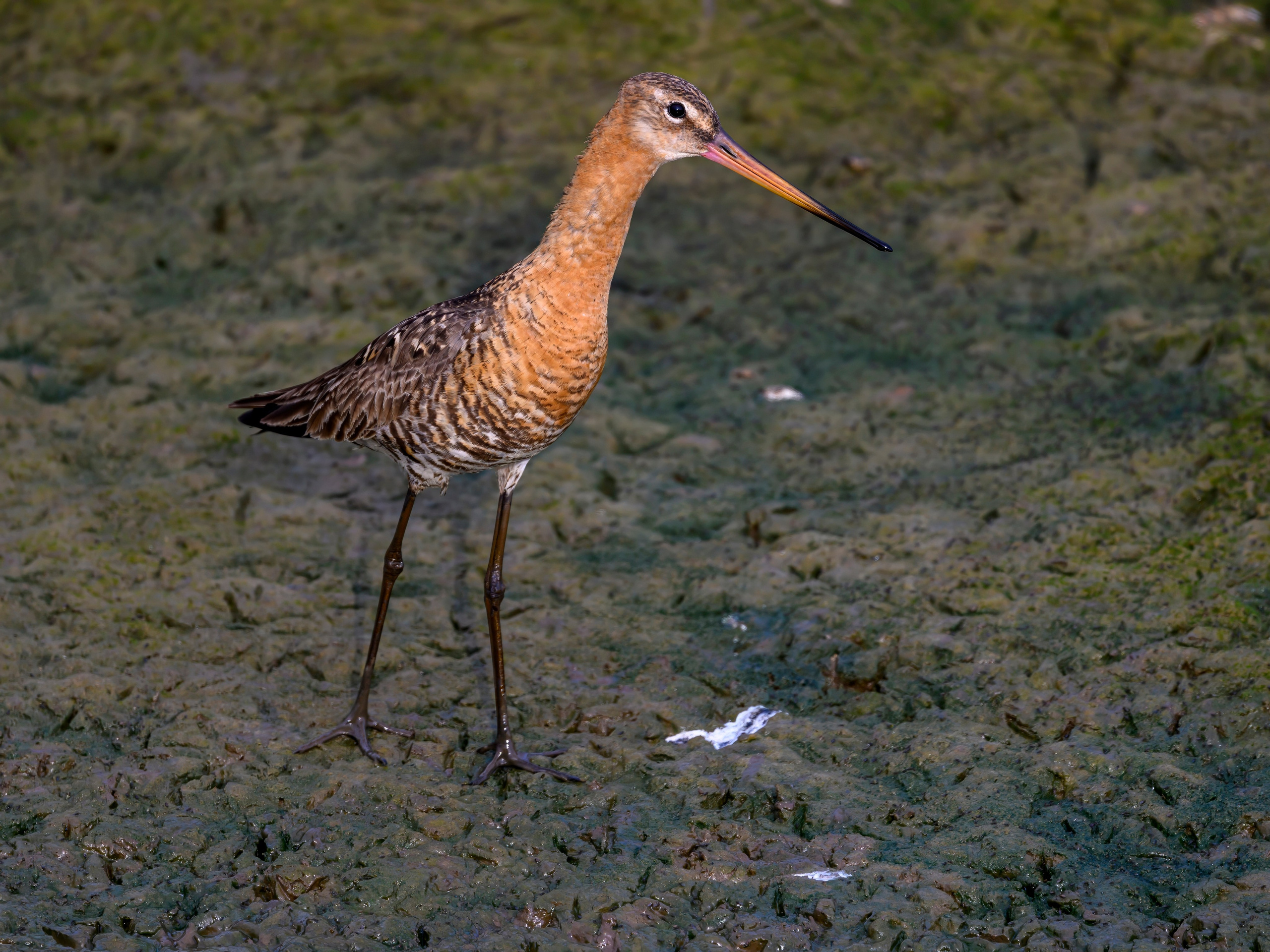 Совы и аисты. Owls and Storks. Wildlife photography by Sergey Puponin