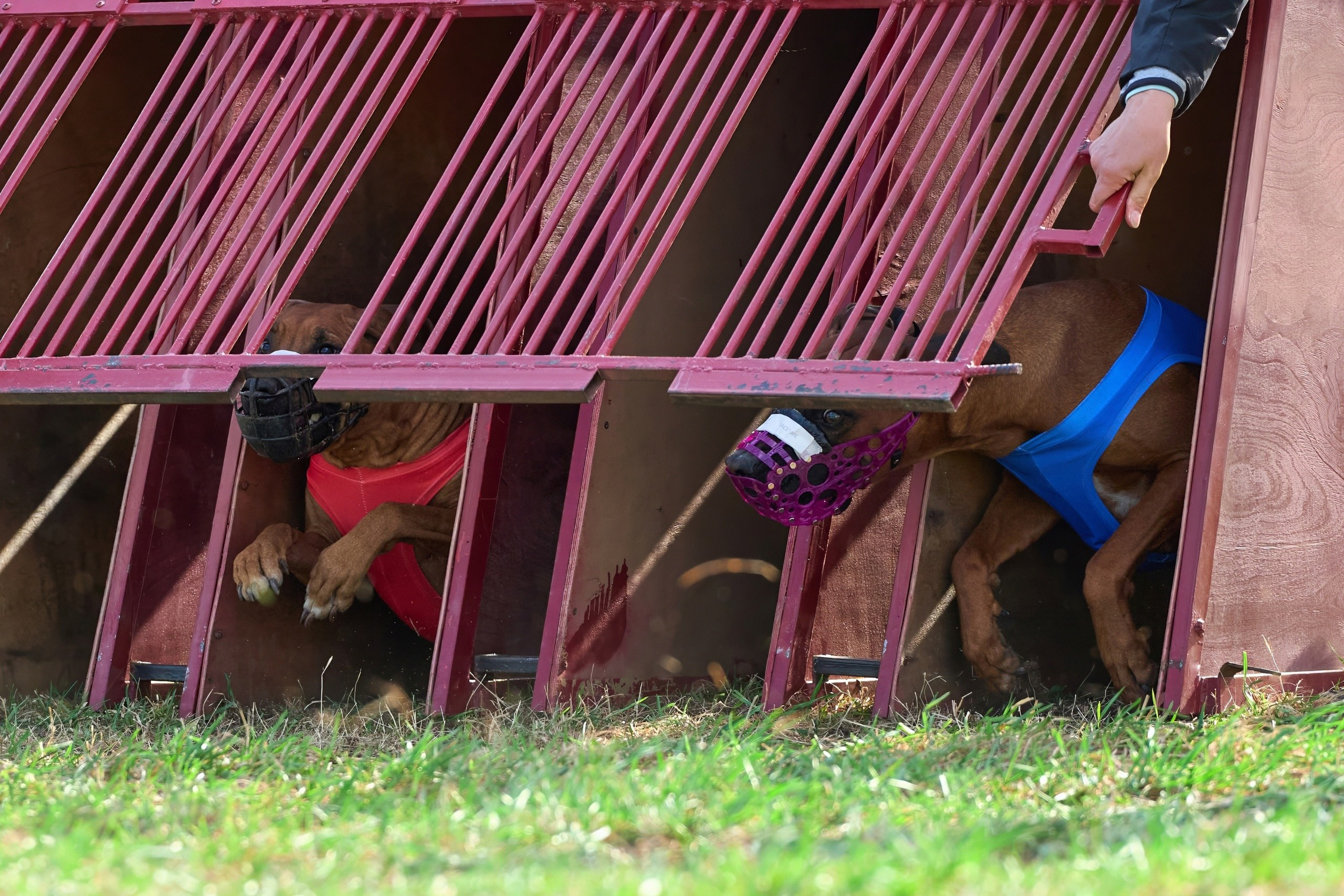 Квалификация по рейсингу. Фотограф-анималист Михаил Манухин