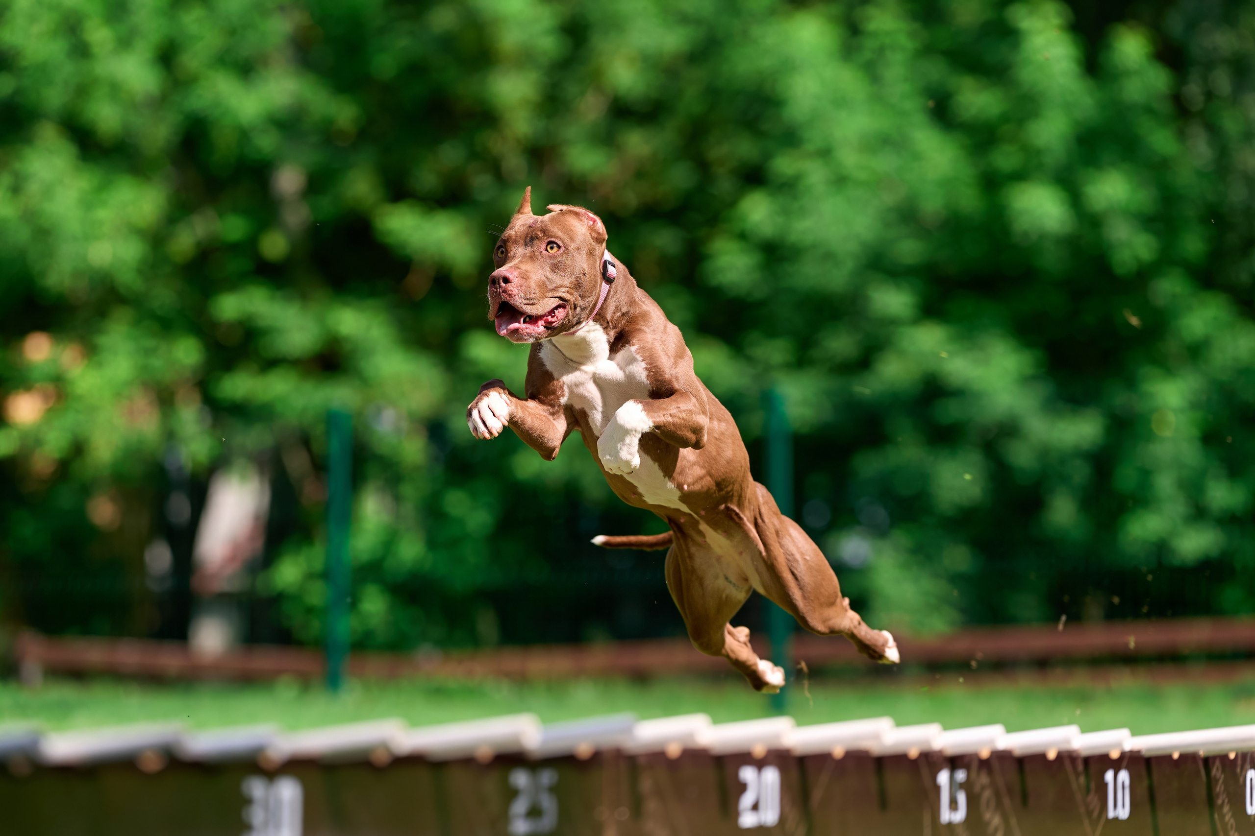 Двухдневные соревнования «Jump'n'Gym Fest — 2024». Фотограф-анималист Михаил Манухин