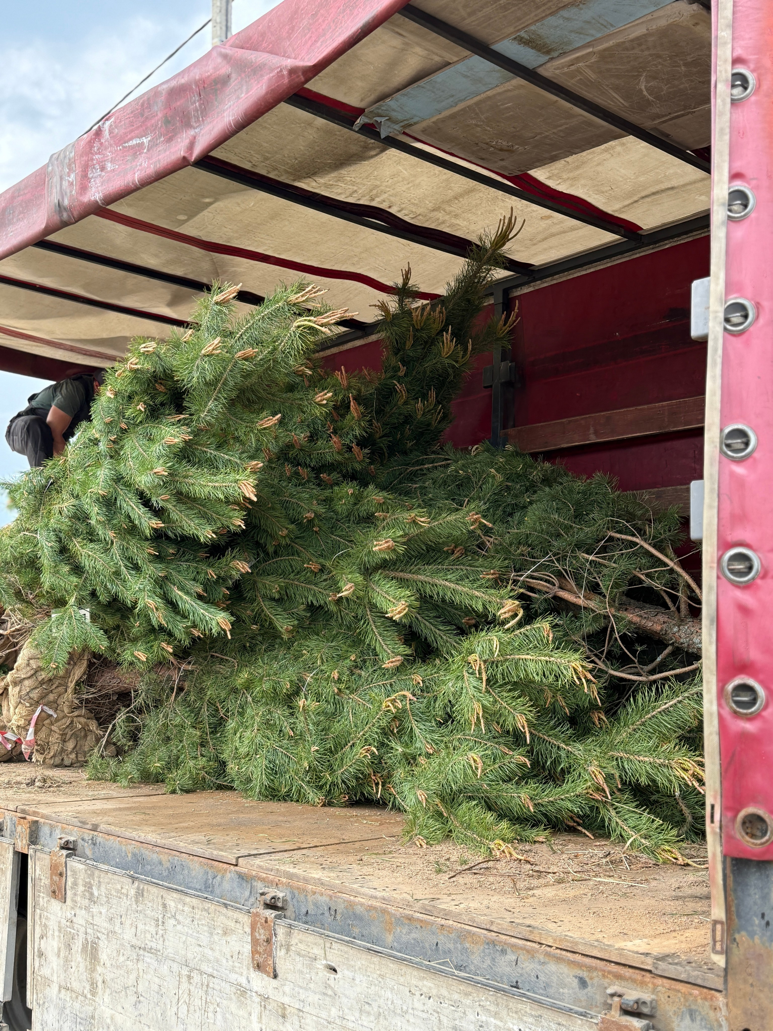 Посадки крупномеров. LA. Ландшафтный дизайн в Минске и Гродно