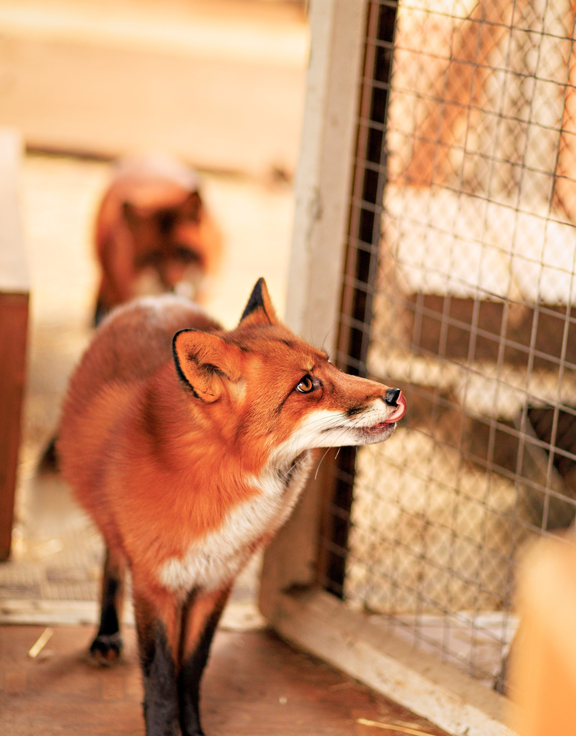 Обитатели парка Купидон. Семейный фотограф в Димитровграде Елена Патрушева